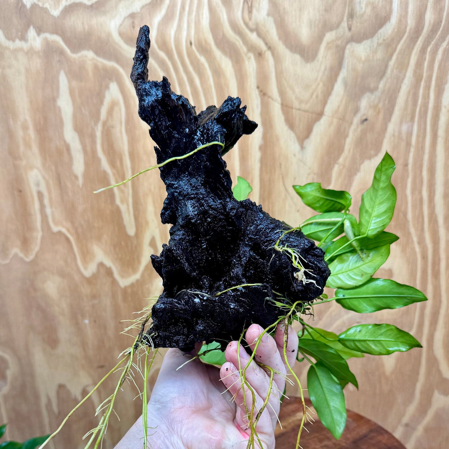 Scapeshop.com.au One Only Anubias 'Petite Emerald Heart' on Medium Driftwood Creation - One Only - Fancy Buy Anubias Petite Emerald Heart Medium Driftwood ONE ONLY Scapeshop