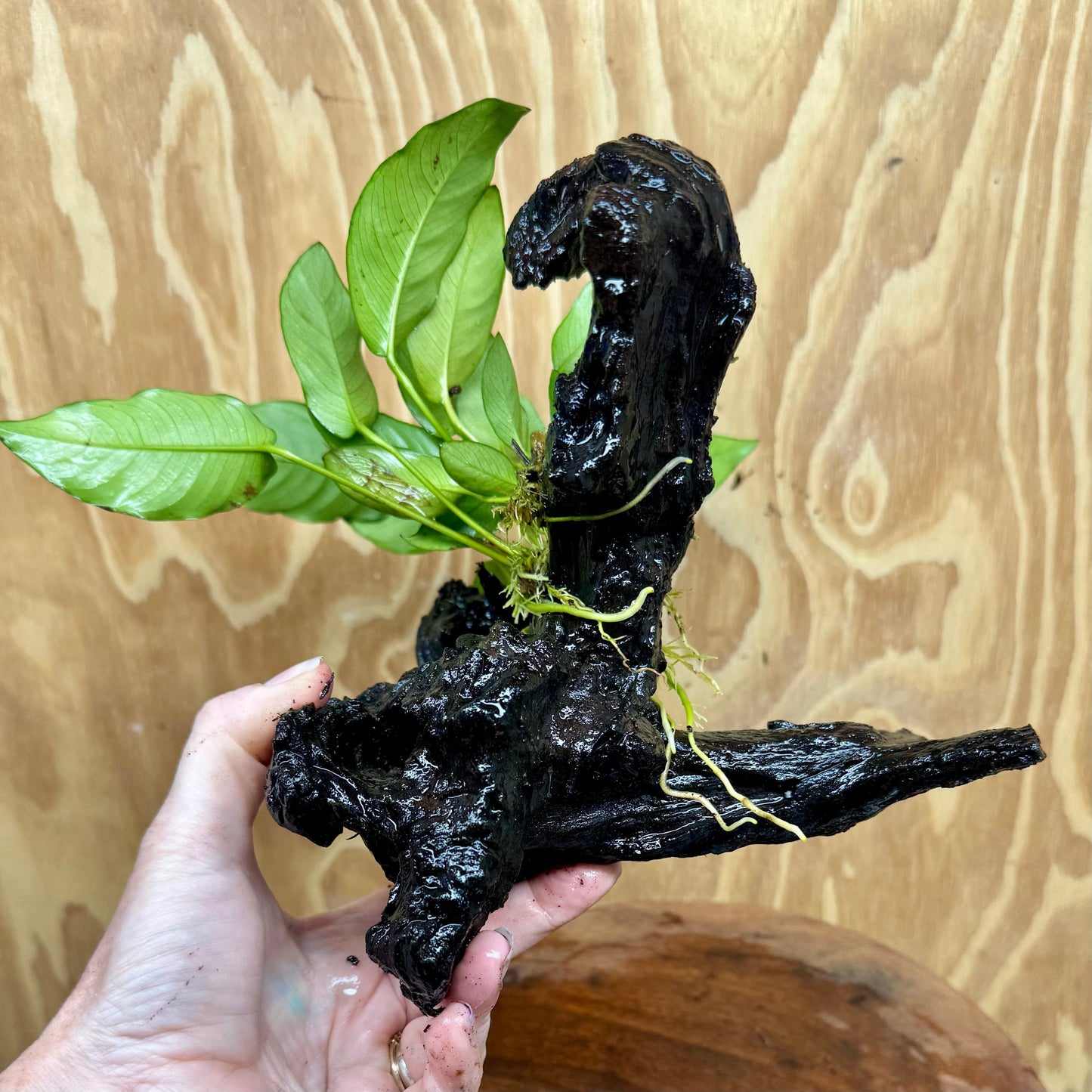 Scapeshop.com.au One Only Anubias 'Petite Emerald Heart' on Medium Driftwood Creation - One Only - Fancy Buy Anubias Petite Emerald Heart Medium Driftwood ONE ONLY Scapeshop