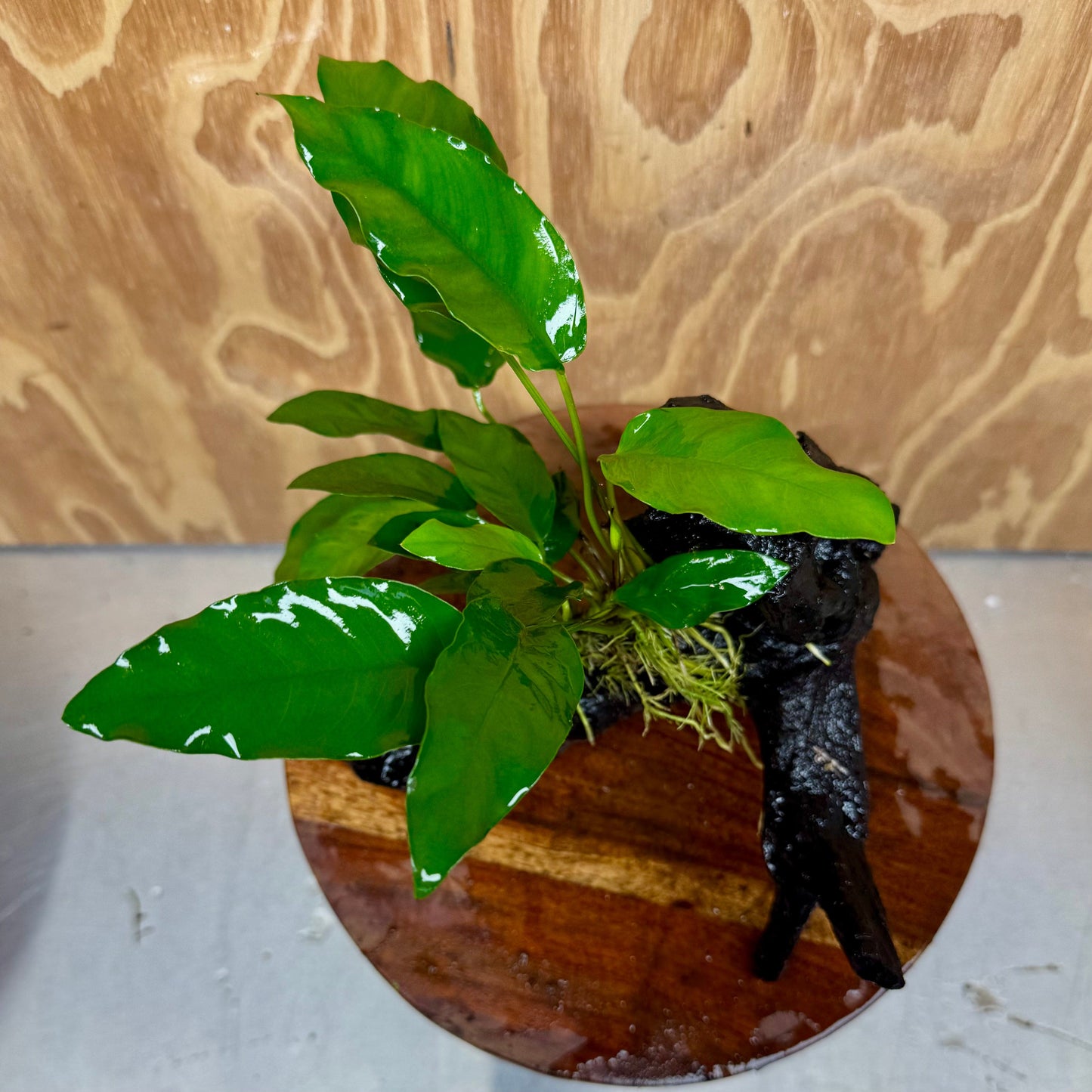 Scapeshop.com.au One Only Anubias 'Petite Emerald Heart' on Medium Driftwood Creation - One Only - Fancy Buy Anubias Petite Emerald Heart Medium Driftwood ONE ONLY Scapeshop