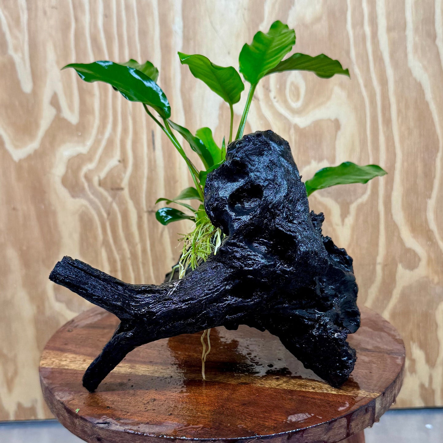 Scapeshop.com.au One Only Anubias 'Petite Emerald Heart' on Medium Driftwood Creation - One Only - Fancy Buy Anubias Petite Emerald Heart Medium Driftwood ONE ONLY Scapeshop