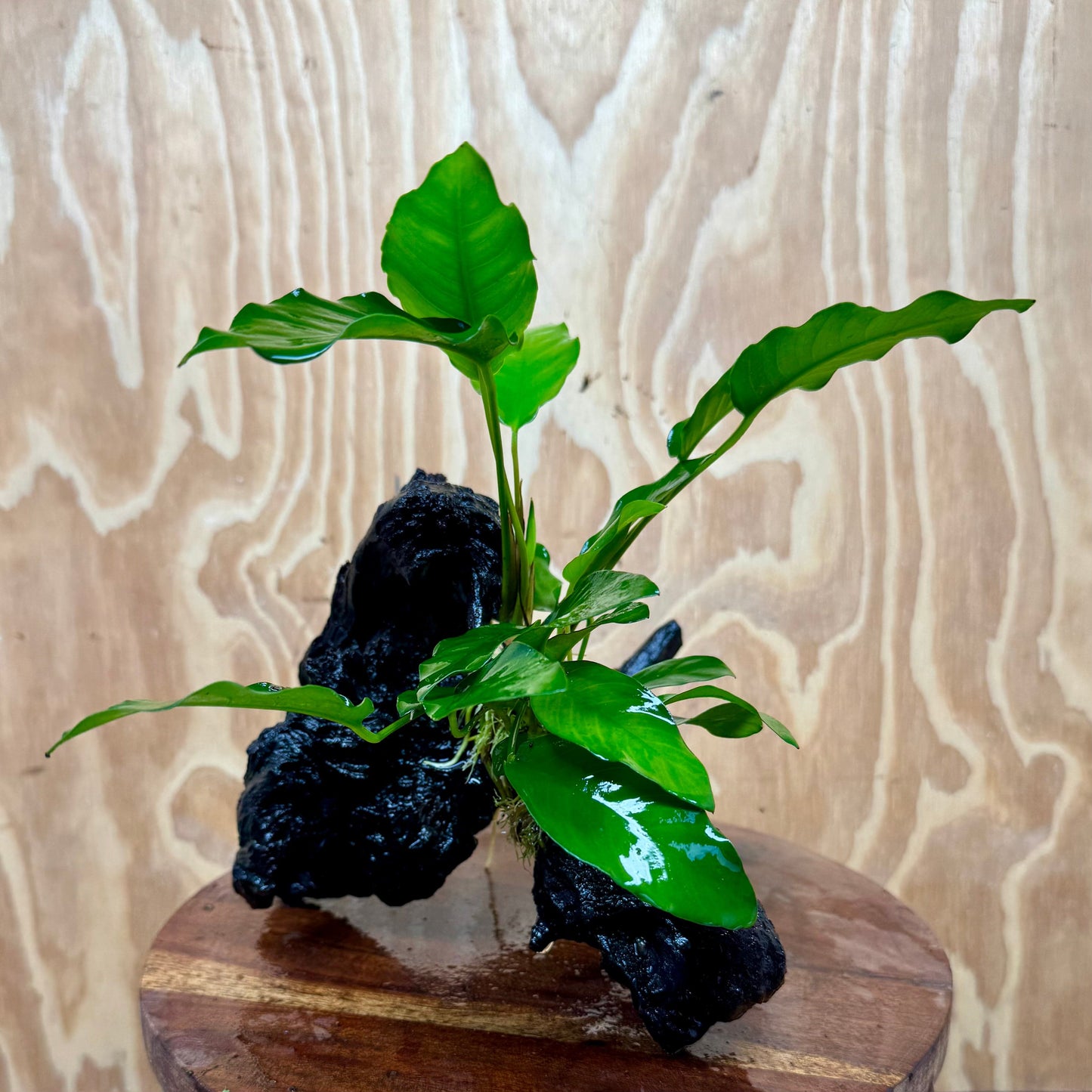 Scapeshop.com.au One Only Anubias 'Petite Emerald Heart' on Medium Driftwood Creation - One Only - Fancy Buy Anubias Petite Emerald Heart Medium Driftwood ONE ONLY Scapeshop