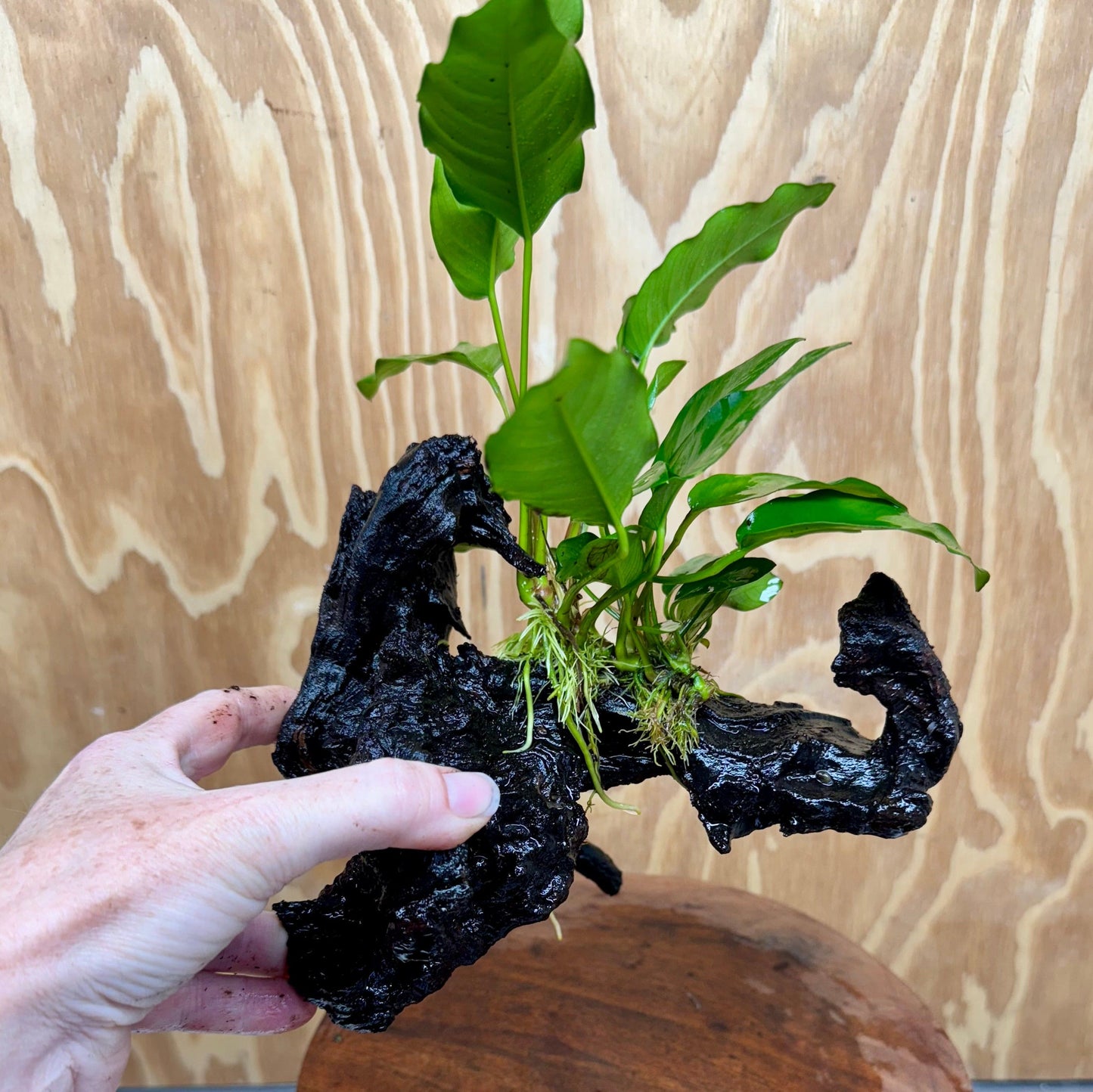 Scapeshop.com.au One Only Anubias 'Petite Emerald Heart' on Medium Driftwood Creation - One Only - Fancy Buy Anubias Petite Emerald Heart Medium Driftwood ONE ONLY Scapeshop