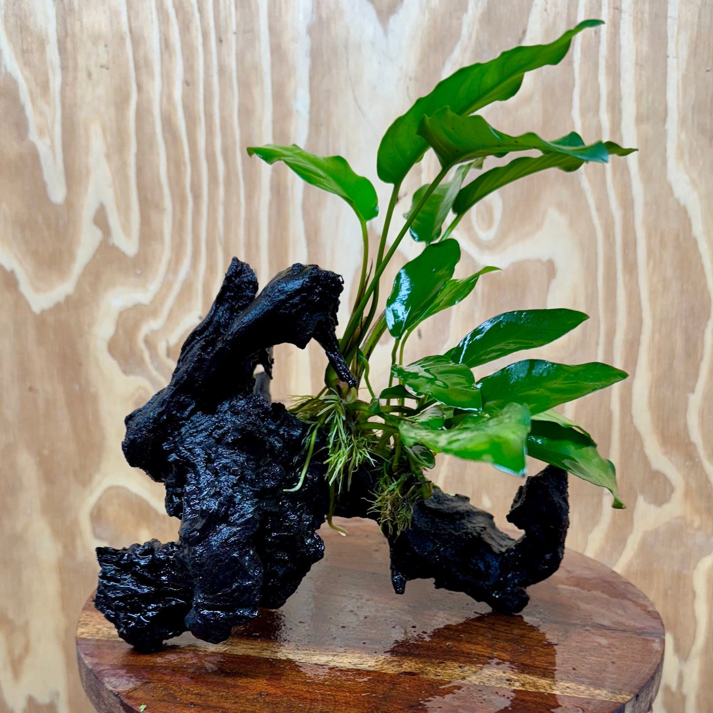 Scapeshop.com.au One Only Anubias 'Petite Emerald Heart' on Medium Driftwood Creation - One Only - Fancy Buy Anubias Petite Emerald Heart Medium Driftwood ONE ONLY Scapeshop