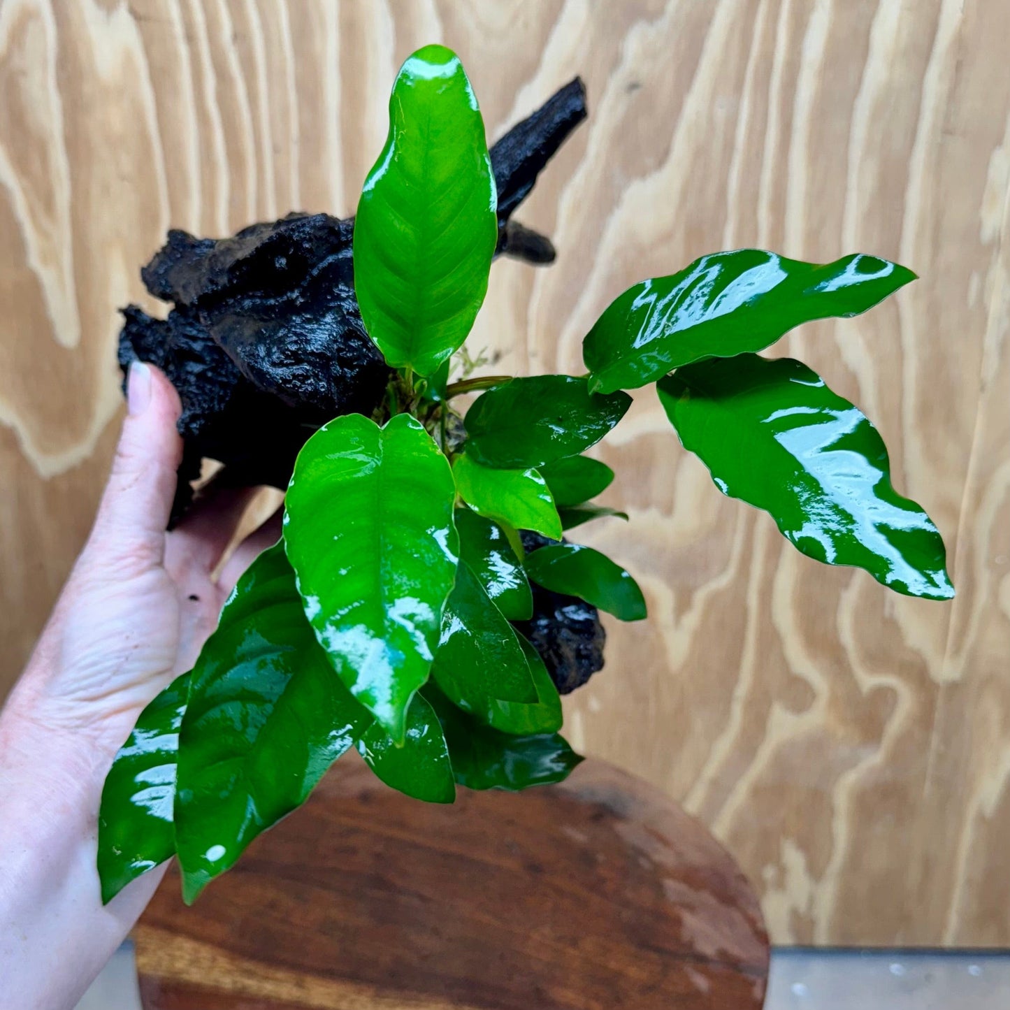 Scapeshop.com.au One Only Anubias 'Petite Emerald Heart' on Medium Driftwood Creation - One Only - Fancy Buy Anubias Petite Emerald Heart Medium Driftwood ONE ONLY Scapeshop