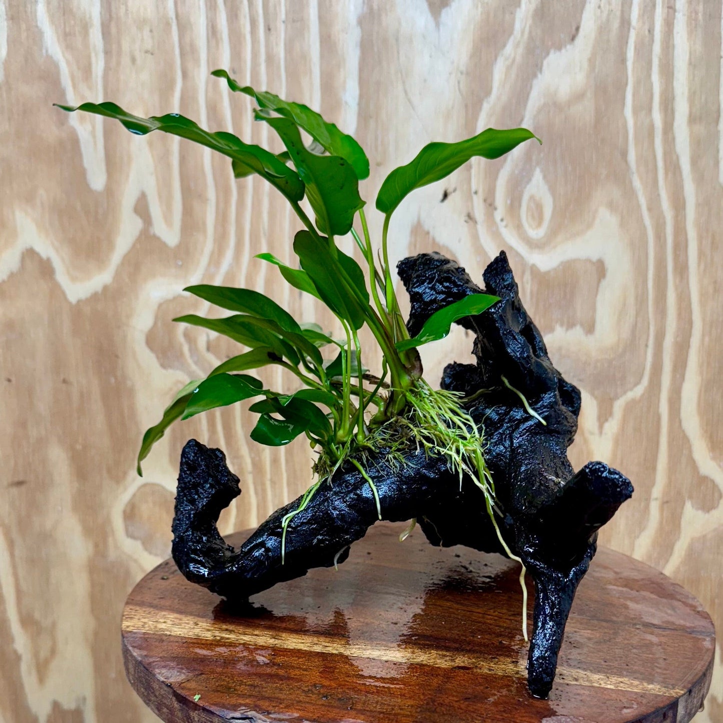 Scapeshop.com.au One Only Anubias 'Petite Emerald Heart' on Medium Driftwood Creation - One Only - Fancy Buy Anubias Petite Emerald Heart Medium Driftwood ONE ONLY Scapeshop