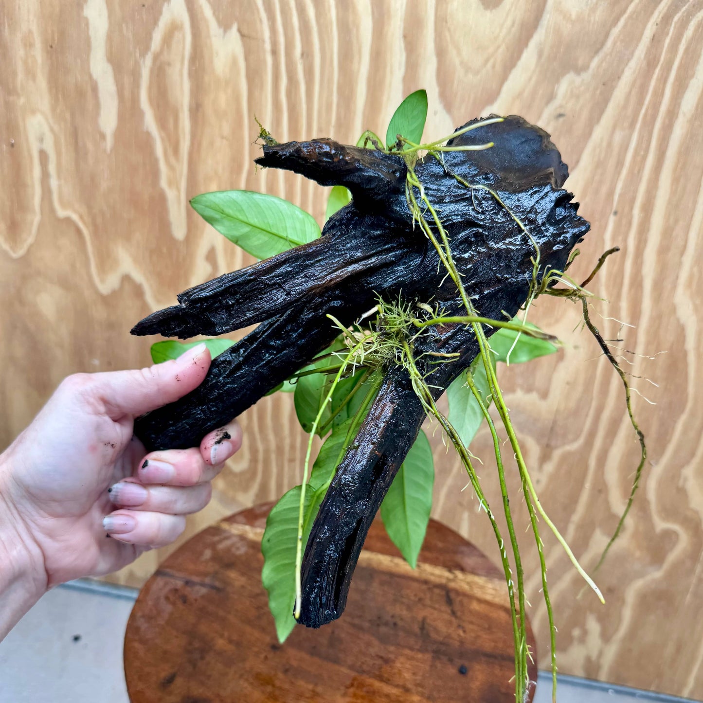 Scapeshop.com.au One Only Anubias 'Petite Emerald Heart' on Medium Driftwood Creation - One Only - Fancy Buy Anubias Petite Emerald Heart Medium Driftwood ONE ONLY Scapeshop