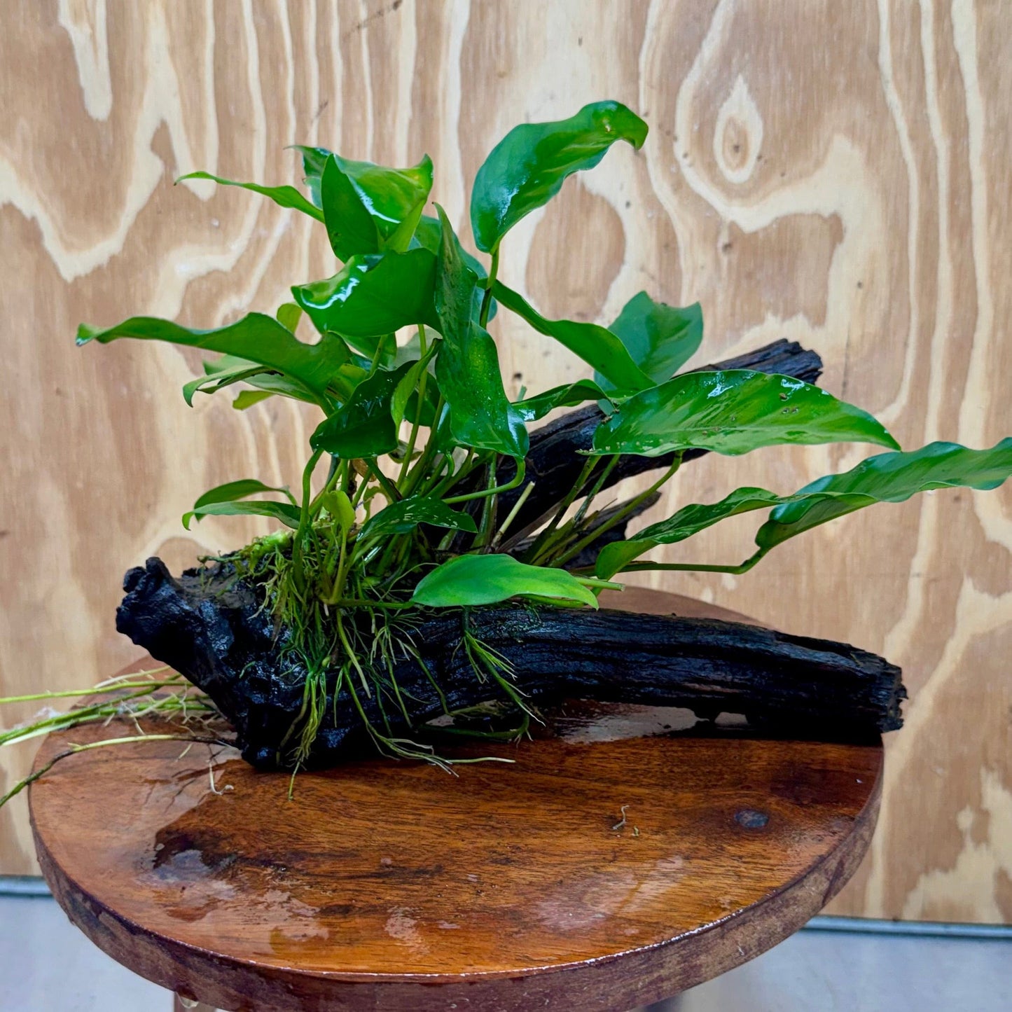 Scapeshop.com.au One Only Anubias 'Petite Emerald Heart' on Medium Driftwood Creation - One Only - Fancy Buy Anubias Petite Emerald Heart Medium Driftwood ONE ONLY Scapeshop