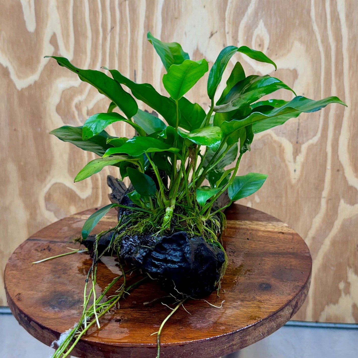 Scapeshop.com.au One Only Anubias 'Petite Emerald Heart' on Medium Driftwood Creation - One Only - Fancy Buy Anubias Petite Emerald Heart Medium Driftwood ONE ONLY Scapeshop