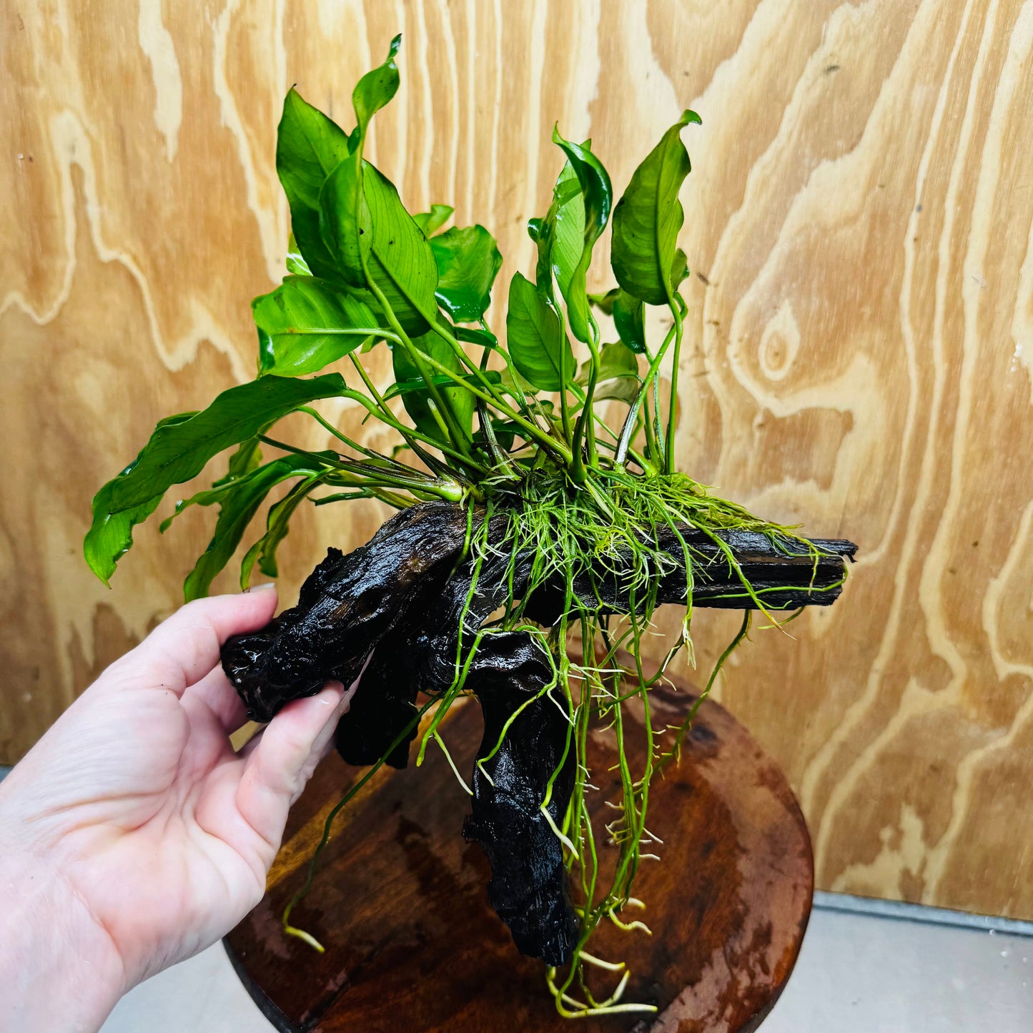 Scapeshop.com.au One Only Anubias 'Petite Emerald Heart' on Medium Driftwood Creation - One Only - Fancy Buy Anubias Petite Emerald Heart Medium Driftwood ONE ONLY Scapeshop