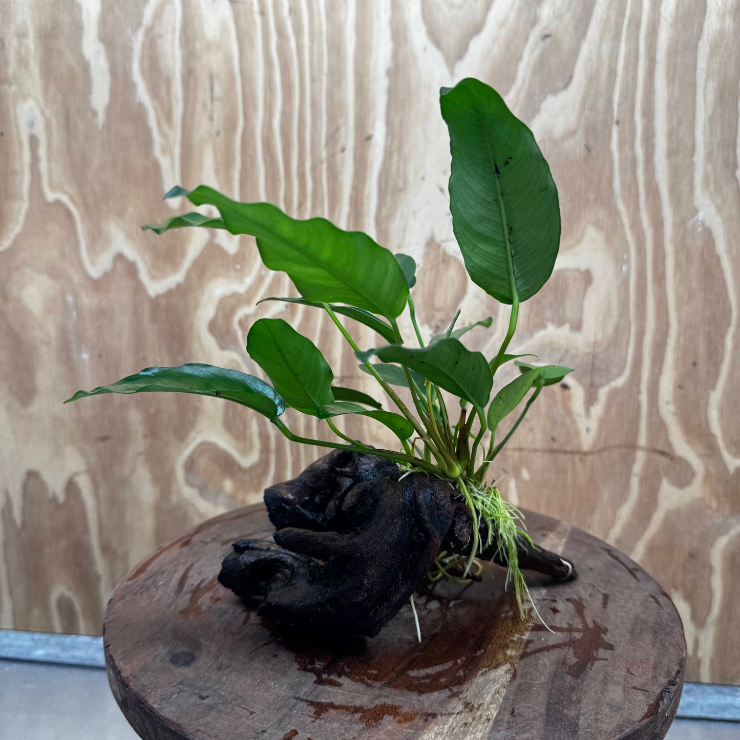 Scapeshop.com.au One Only Anubias 'Petite Emerald Heart' on Medium Driftwood Creation - One Only - Fancy Buy Anubias Petite Emerald Heart Medium Driftwood ONE ONLY Scapeshop