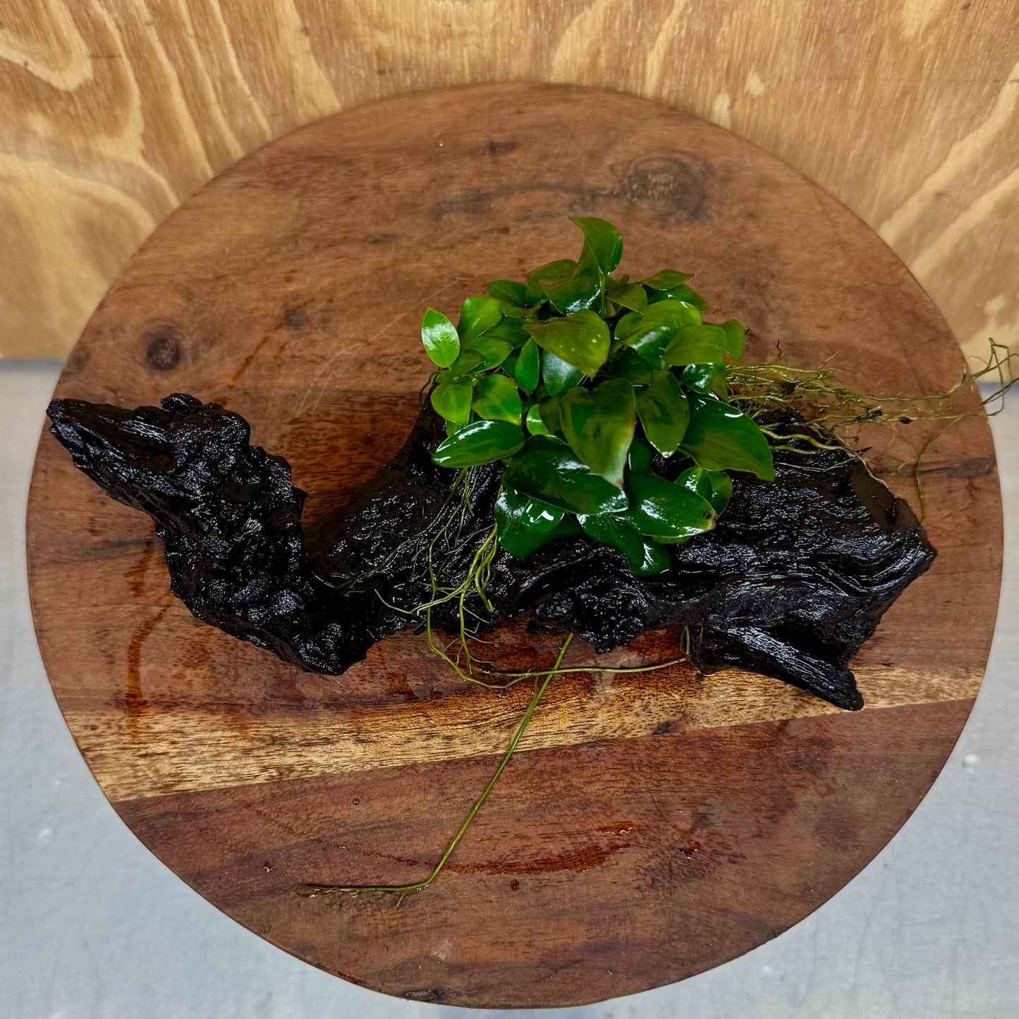 Pisces Enterprises One Only Anubias Petite Nana Clump on Medium Driftwood Creation - One Only - Bold Anubias Petite Nana Clump on Medium Driftwood Creation - One Only - Bold