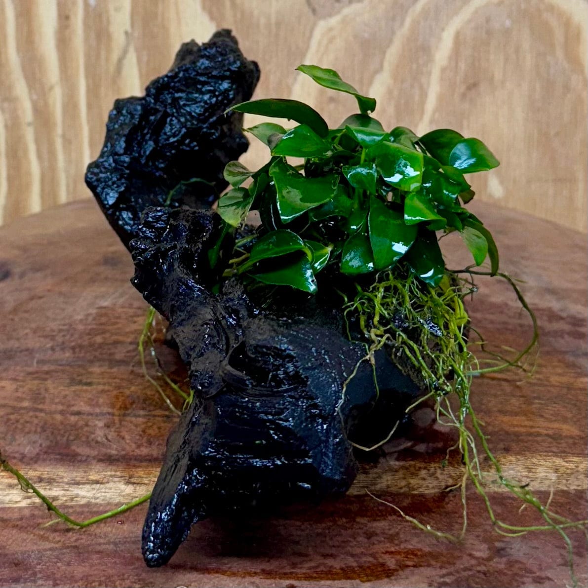Pisces Enterprises One Only Anubias Petite Nana Clump on Medium Driftwood Creation - One Only - Bold Anubias Petite Nana Clump on Medium Driftwood Creation - One Only - Bold