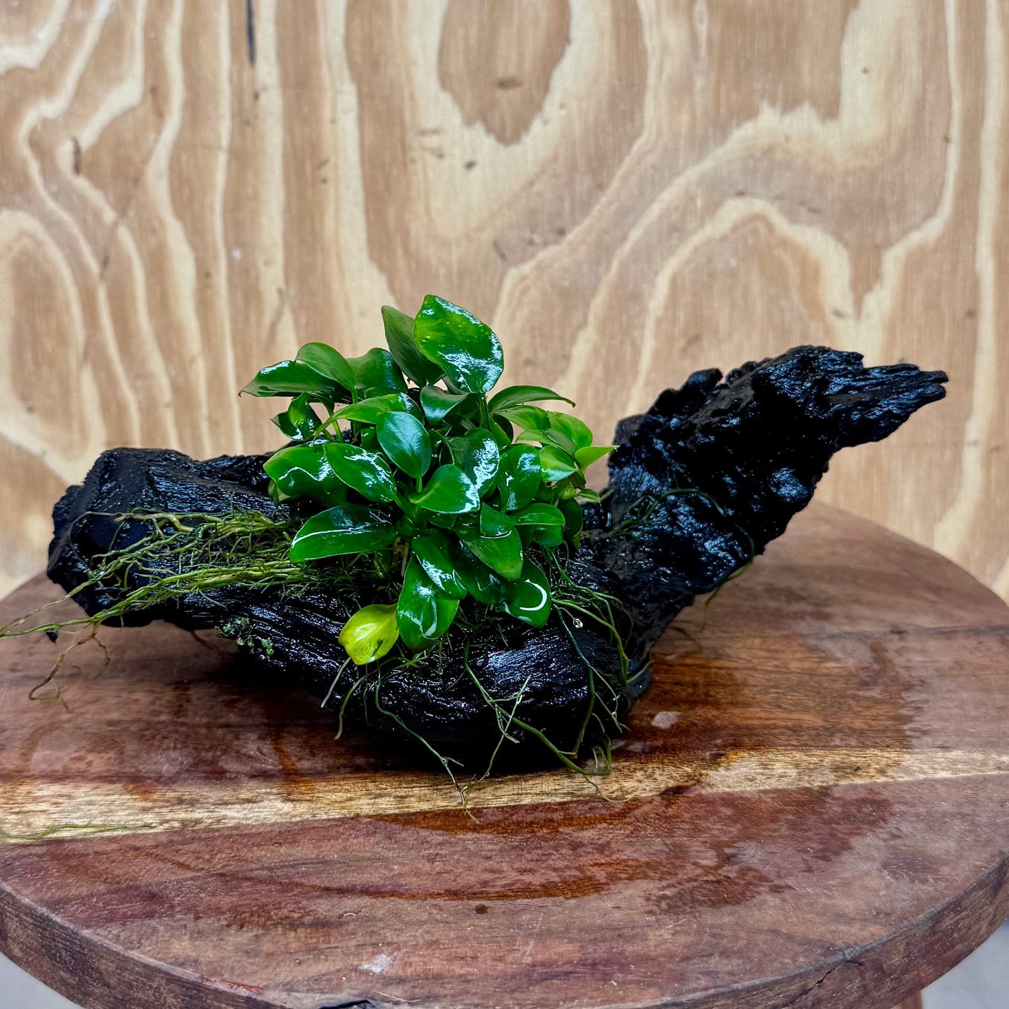 Pisces Enterprises One Only Anubias Petite Nana Clump on Medium Driftwood Creation - One Only - Bold Anubias Petite Nana Clump on Medium Driftwood Creation - One Only - Bold