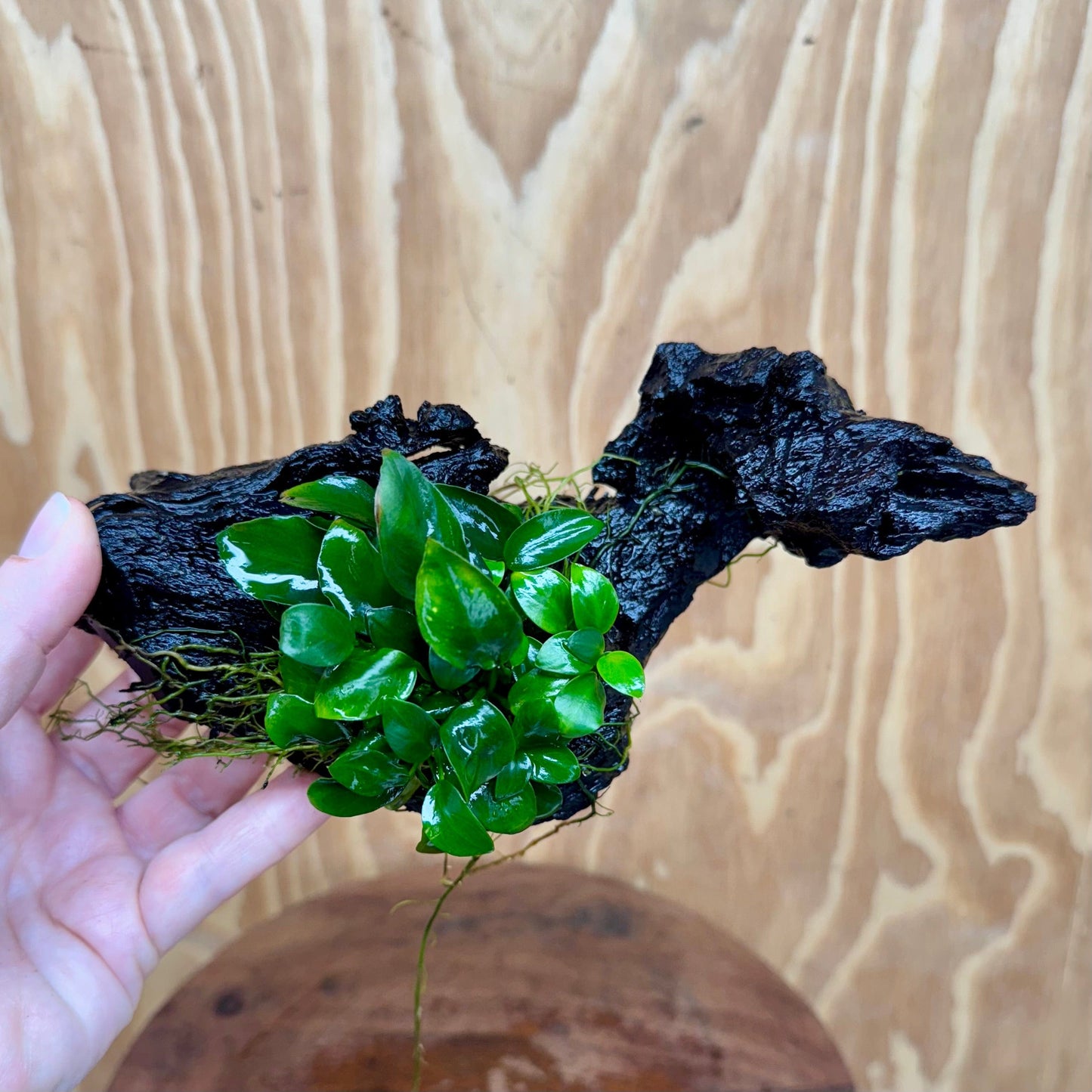 Pisces Enterprises One Only Anubias Petite Nana Clump on Medium Driftwood Creation - One Only - Bold Anubias Petite Nana Clump on Medium Driftwood Creation - One Only - Bold