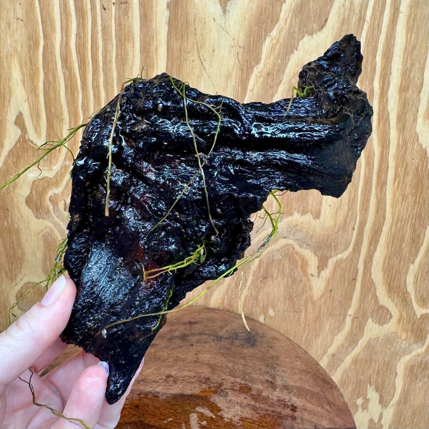 Pisces Enterprises One Only Anubias Petite Nana Clump on Medium Driftwood Creation - One Only - Bold Anubias Petite Nana Clump on Medium Driftwood Creation - One Only - Bold