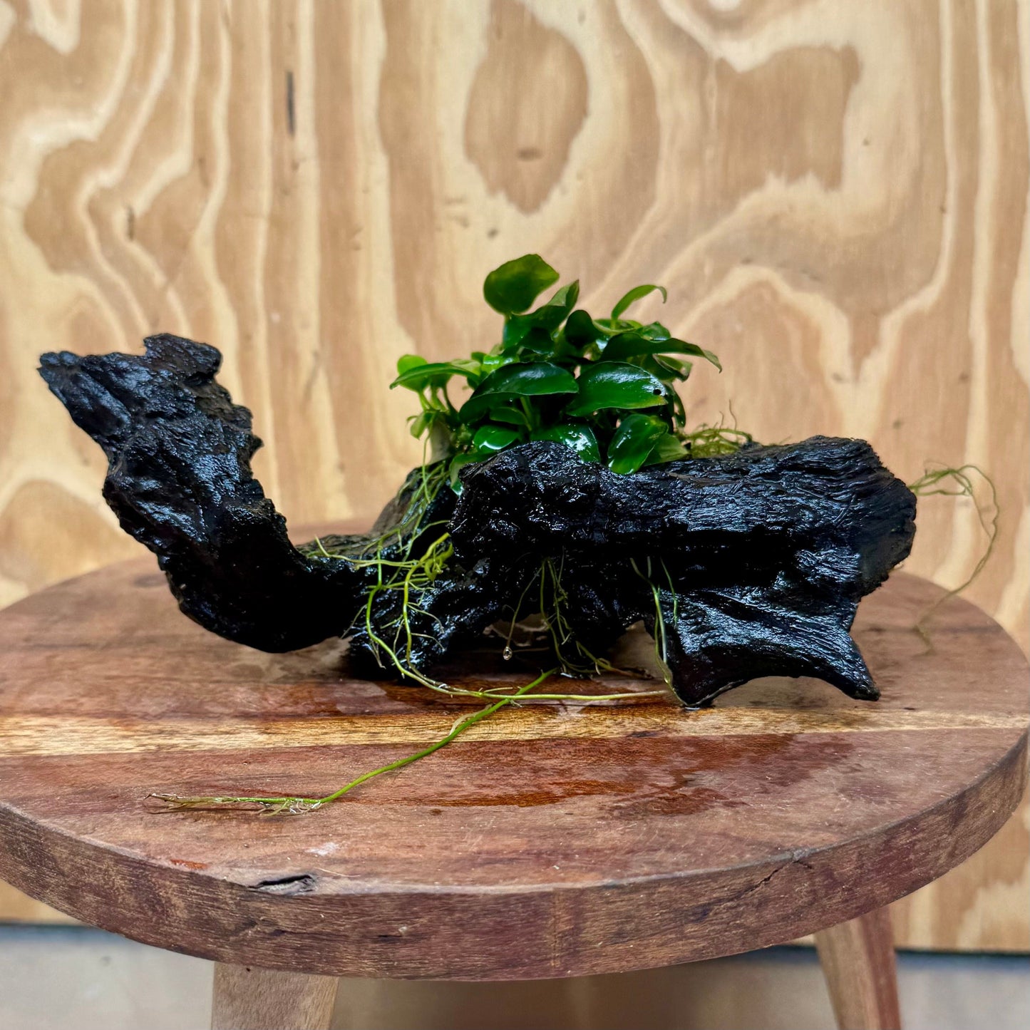 Pisces Enterprises One Only Anubias Petite Nana Clump on Medium Driftwood Creation - One Only - Bold Anubias Petite Nana Clump on Medium Driftwood Creation - One Only - Bold