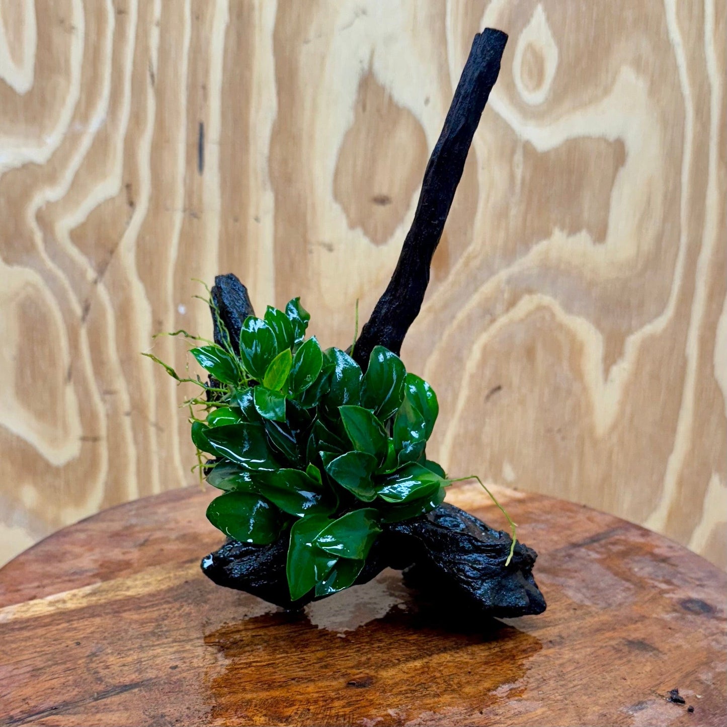 Pisces Enterprises One Only Anubias Petite Nana Clump on Small Driftwood Creation - One Only - Happy Anubias Petite Nana Clump on Small Driftwood Creation - One Only - Happy