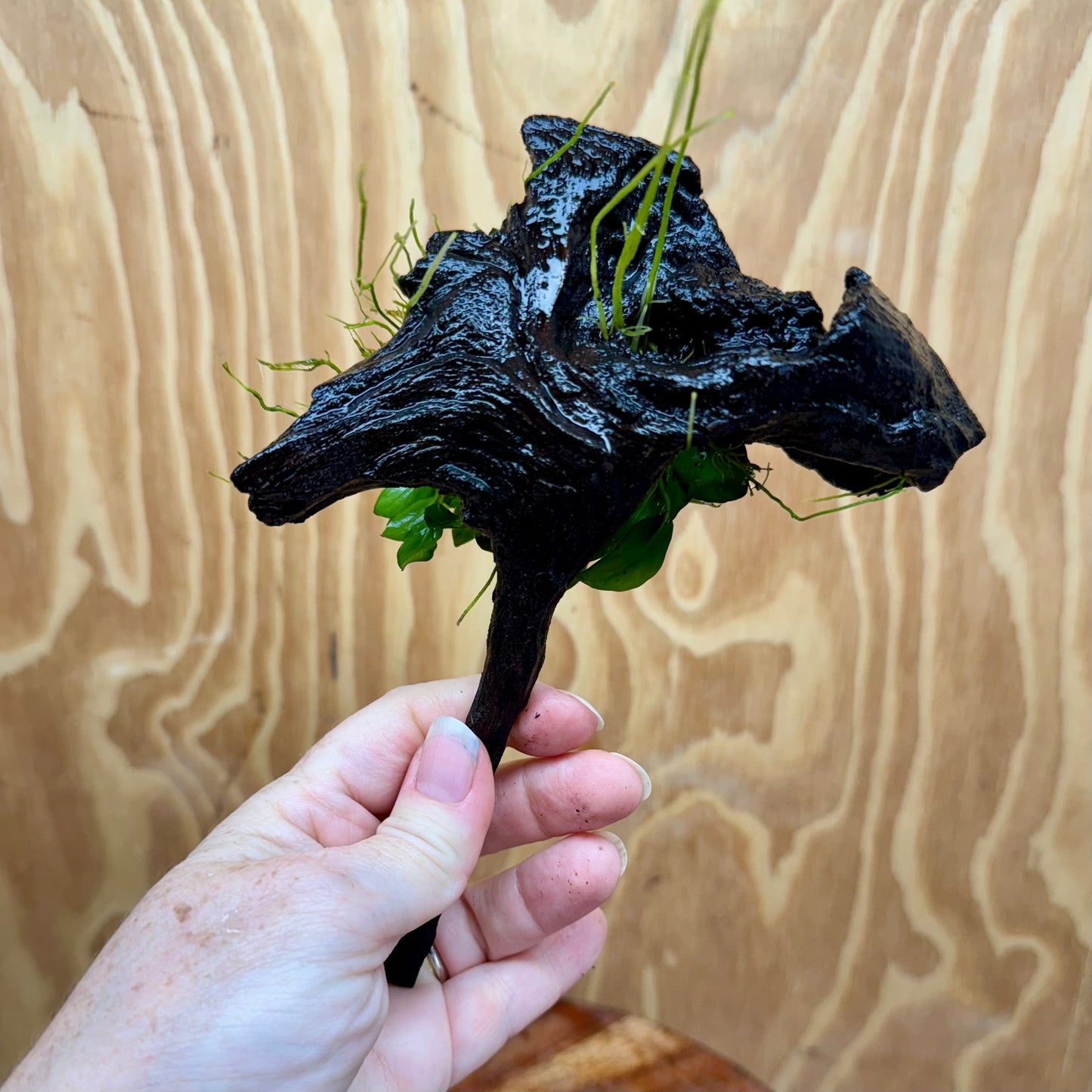 Pisces Enterprises One Only Anubias Petite Nana Clump on Small Driftwood Creation - One Only - Happy Anubias Petite Nana Clump on Small Driftwood Creation - One Only - Happy