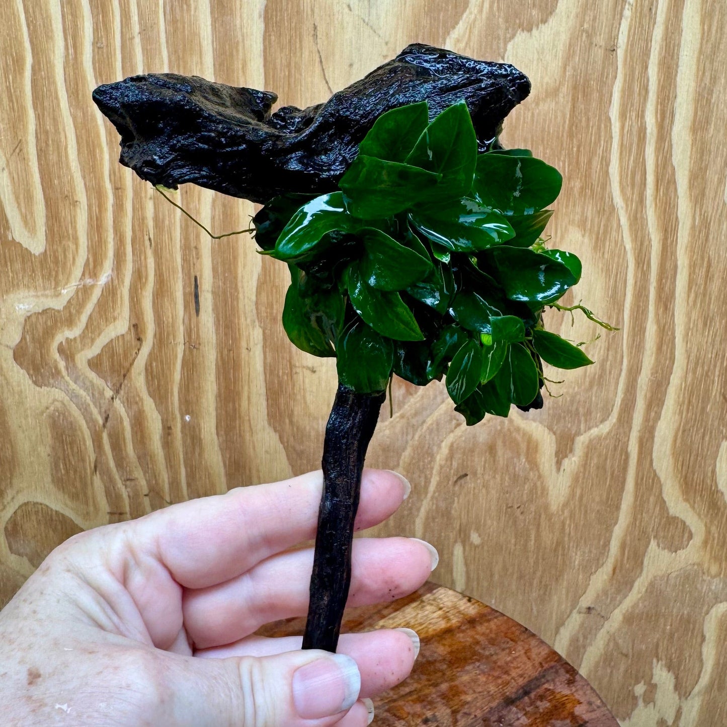 Pisces Enterprises One Only Anubias Petite Nana Clump on Small Driftwood Creation - One Only - Happy Anubias Petite Nana Clump on Small Driftwood Creation - One Only - Happy