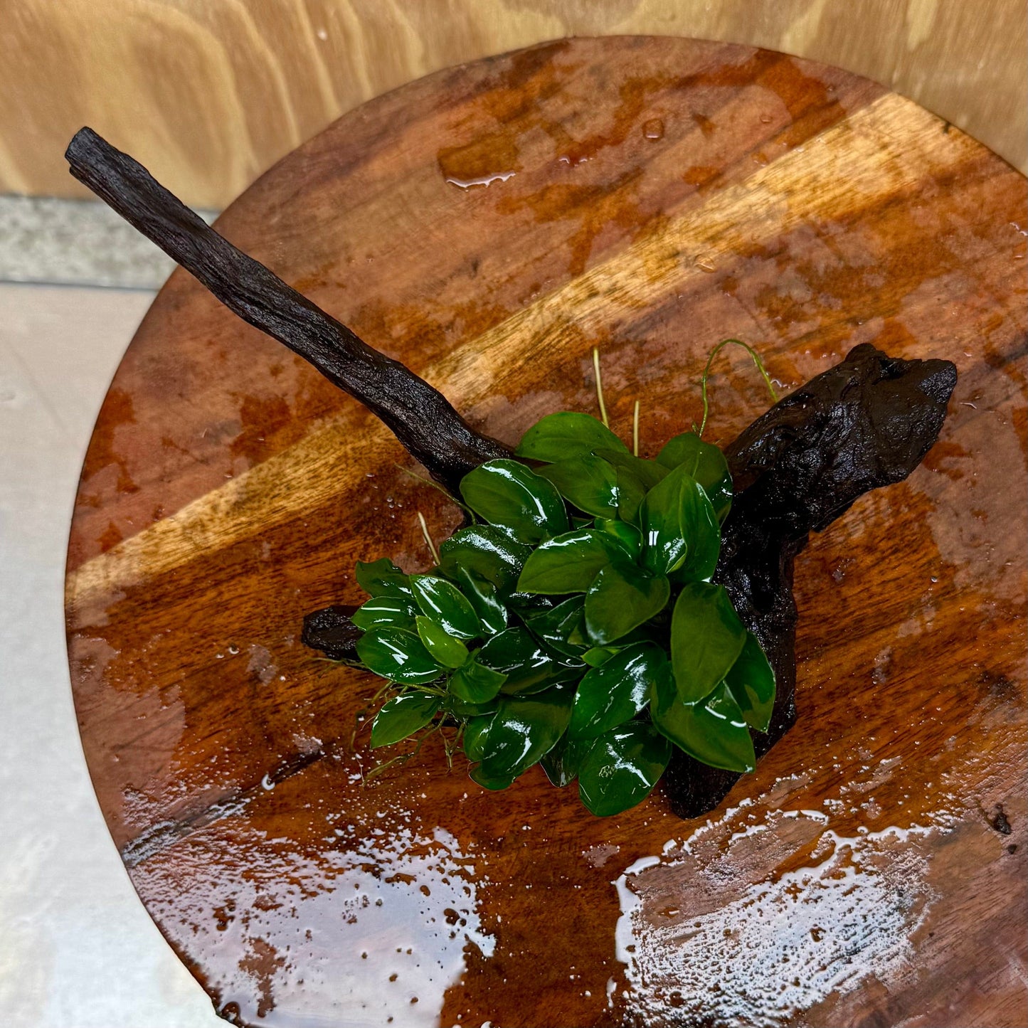 Pisces Enterprises One Only Anubias Petite Nana Clump on Small Driftwood Creation - One Only - Happy Anubias Petite Nana Clump on Small Driftwood Creation - One Only - Happy