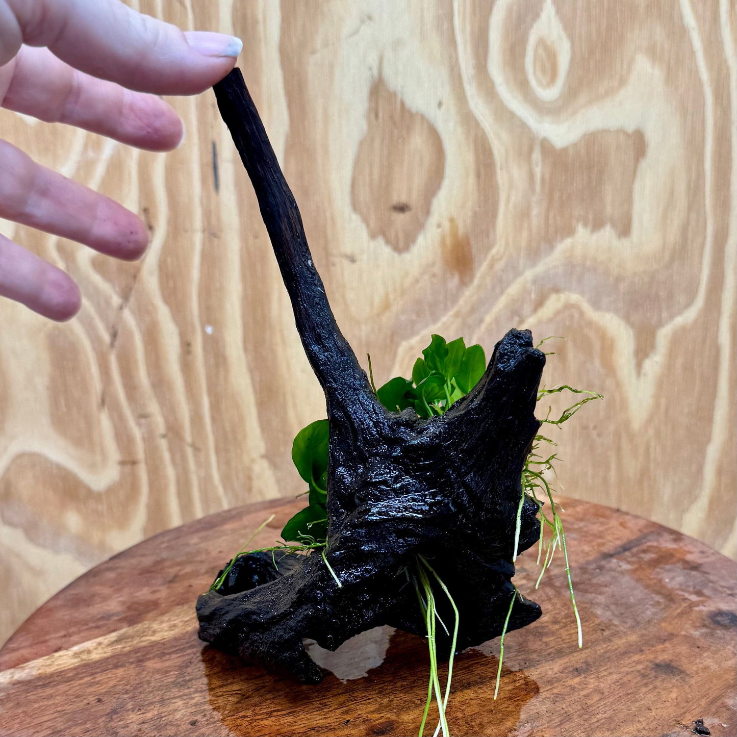 Pisces Enterprises One Only Anubias Petite Nana Clump on Small Driftwood Creation - One Only - Happy Anubias Petite Nana Clump on Small Driftwood Creation - One Only - Happy
