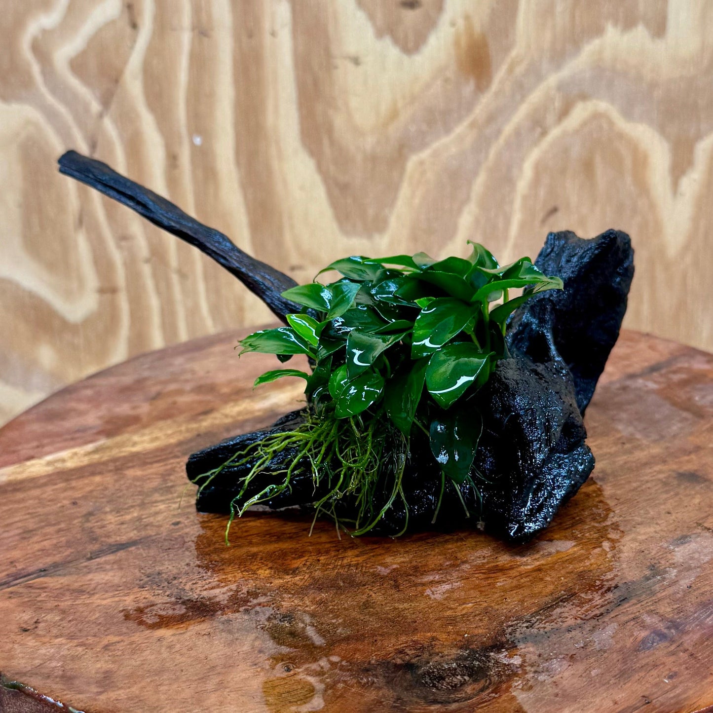 Pisces Enterprises One Only Anubias Petite Nana Clump on Small Driftwood Creation - One Only - Happy Anubias Petite Nana Clump on Small Driftwood Creation - One Only - Happy