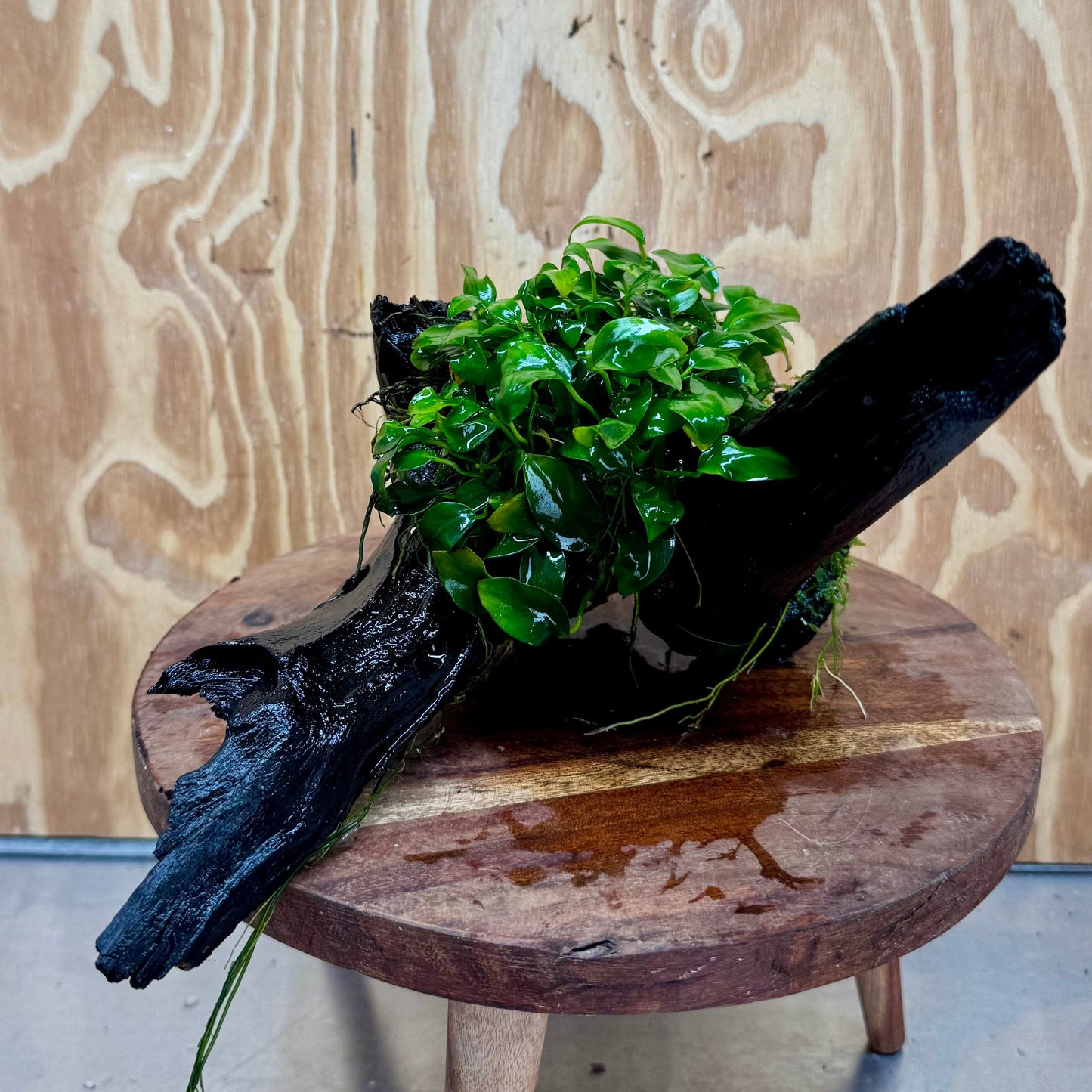 Pisces Enterprises One Only Anubias Petite Nana Mother Plant on Large Driftwood Creation - One Only Anubias Petite Nana Mother Plant on Large Driftwood Creation - One Only