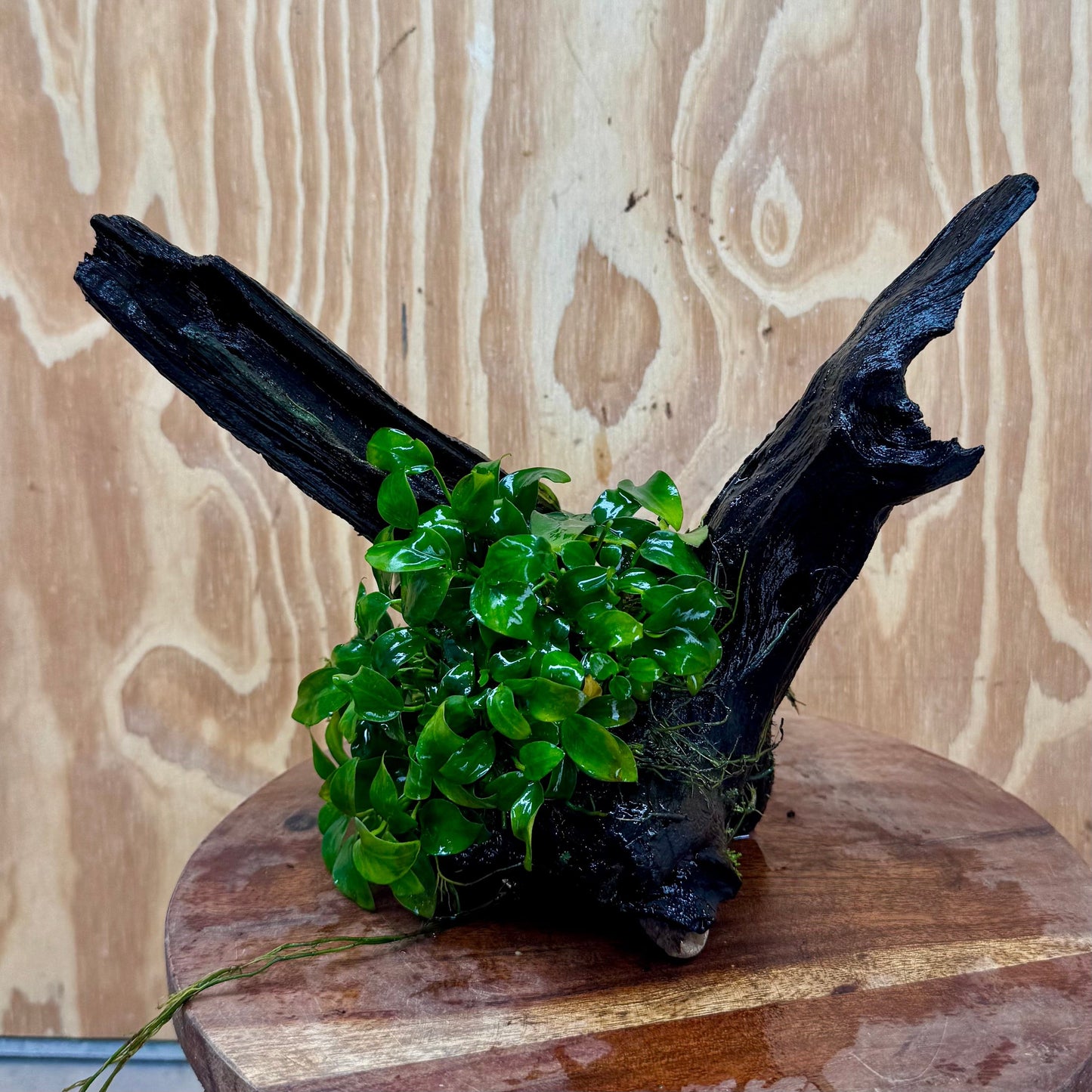 Pisces Enterprises One Only Anubias Petite Nana Mother Plant on Large Driftwood Creation - One Only Anubias Petite Nana Mother Plant on Large Driftwood Creation - One Only