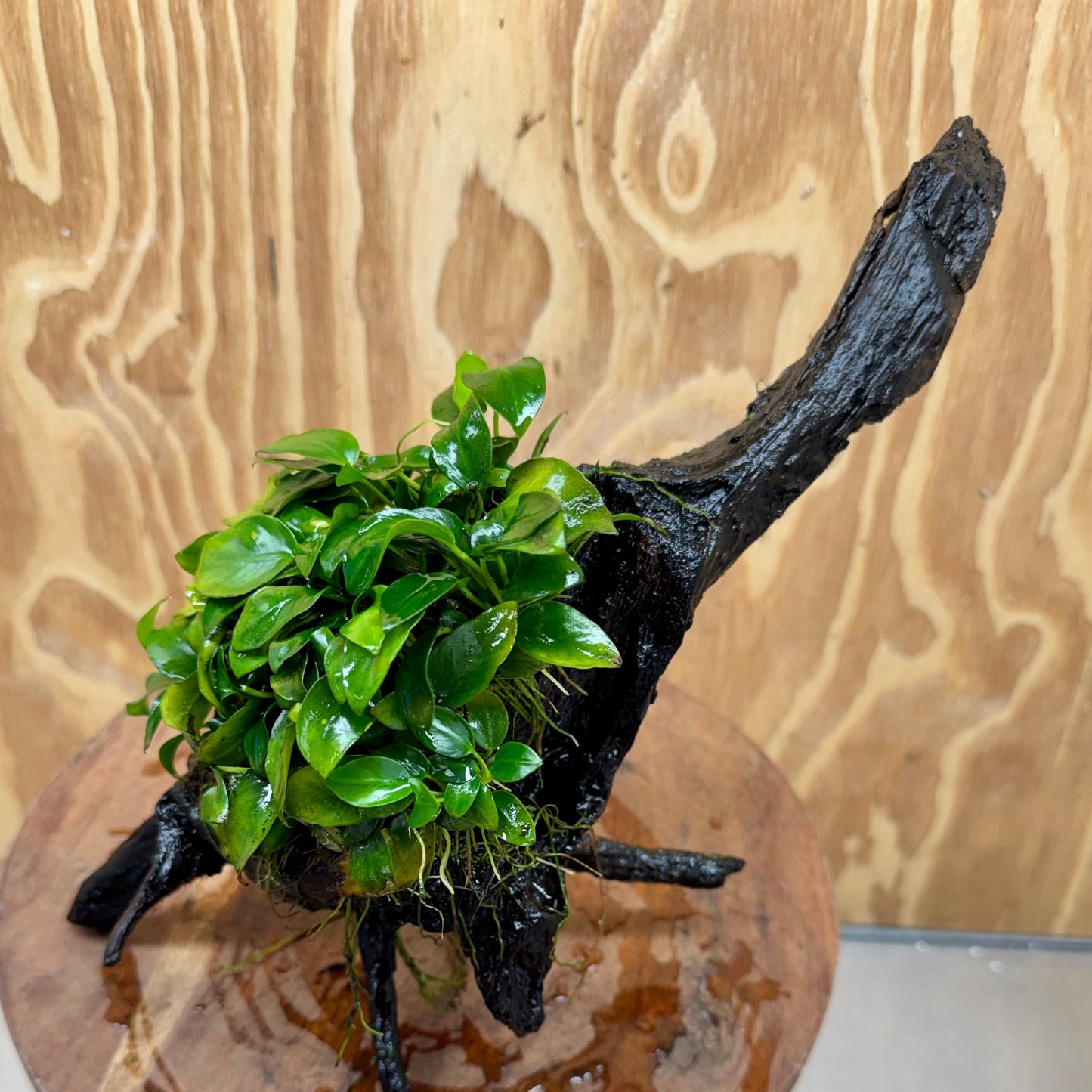 Pisces Enterprises One Only Anubias Petite Nana Mother Plant on Large Driftwood Creation - One Only Anubias Petite Nana Mother Plant on Large Driftwood Creation - One Only