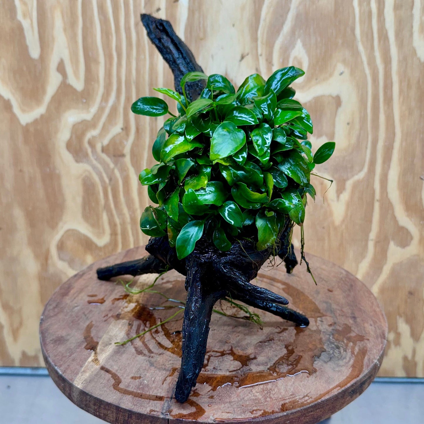 Pisces Enterprises One Only Anubias Petite Nana Mother Plant on Large Driftwood Creation - One Only Anubias Petite Nana Mother Plant on Large Driftwood Creation - One Only
