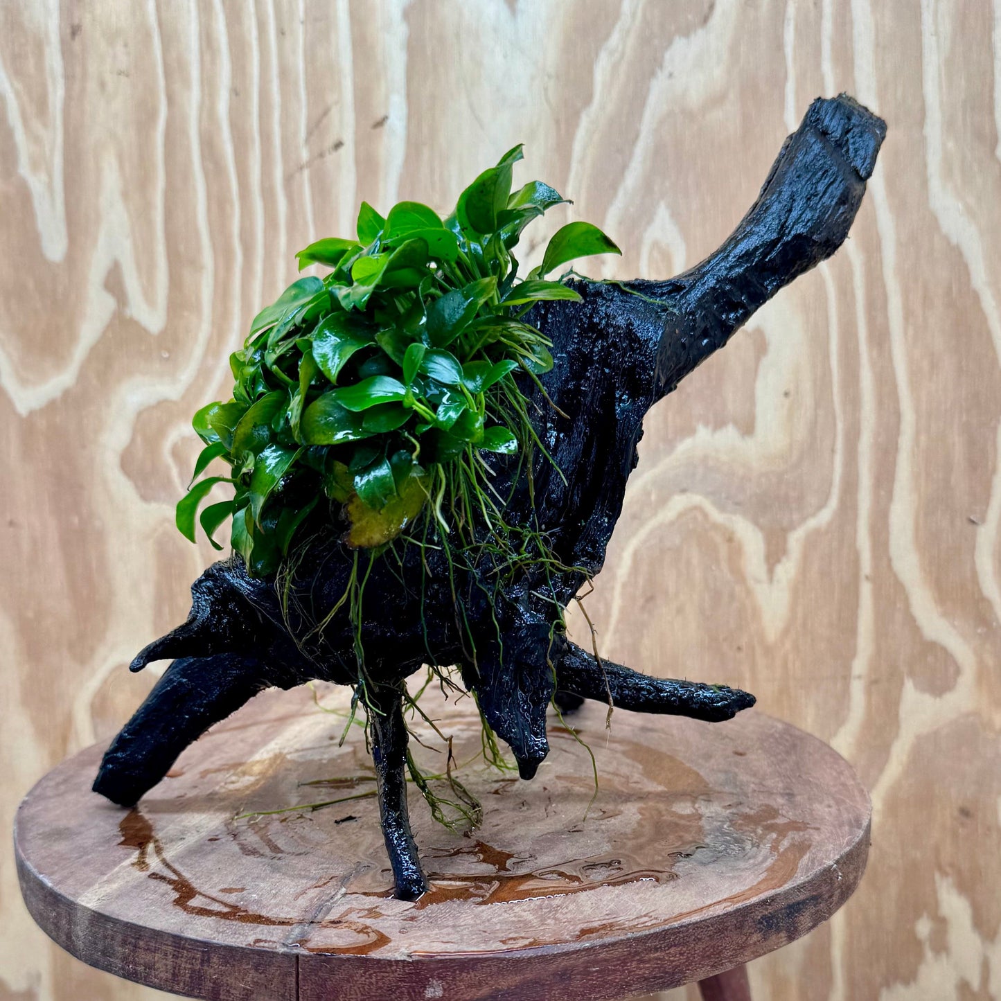Pisces Enterprises One Only Anubias Petite Nana Mother Plant on Large Driftwood Creation - One Only Anubias Petite Nana Mother Plant on Large Driftwood Creation - One Only