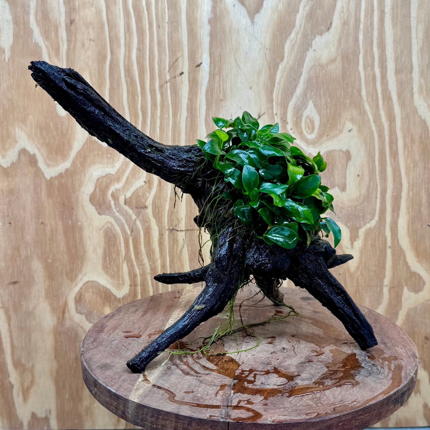 Pisces Enterprises One Only Anubias Petite Nana Mother Plant on Large Driftwood Creation - One Only Anubias Petite Nana Mother Plant on Large Driftwood Creation - One Only