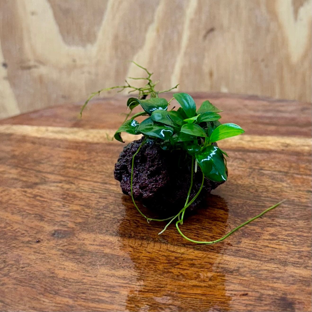 Scapeshop.com.au One Only Anubias Petite Nana on Nano Lava Rock Creation - One Only - A Anubias Petite Nana on Nano Lava Rock Creation - One Only - A