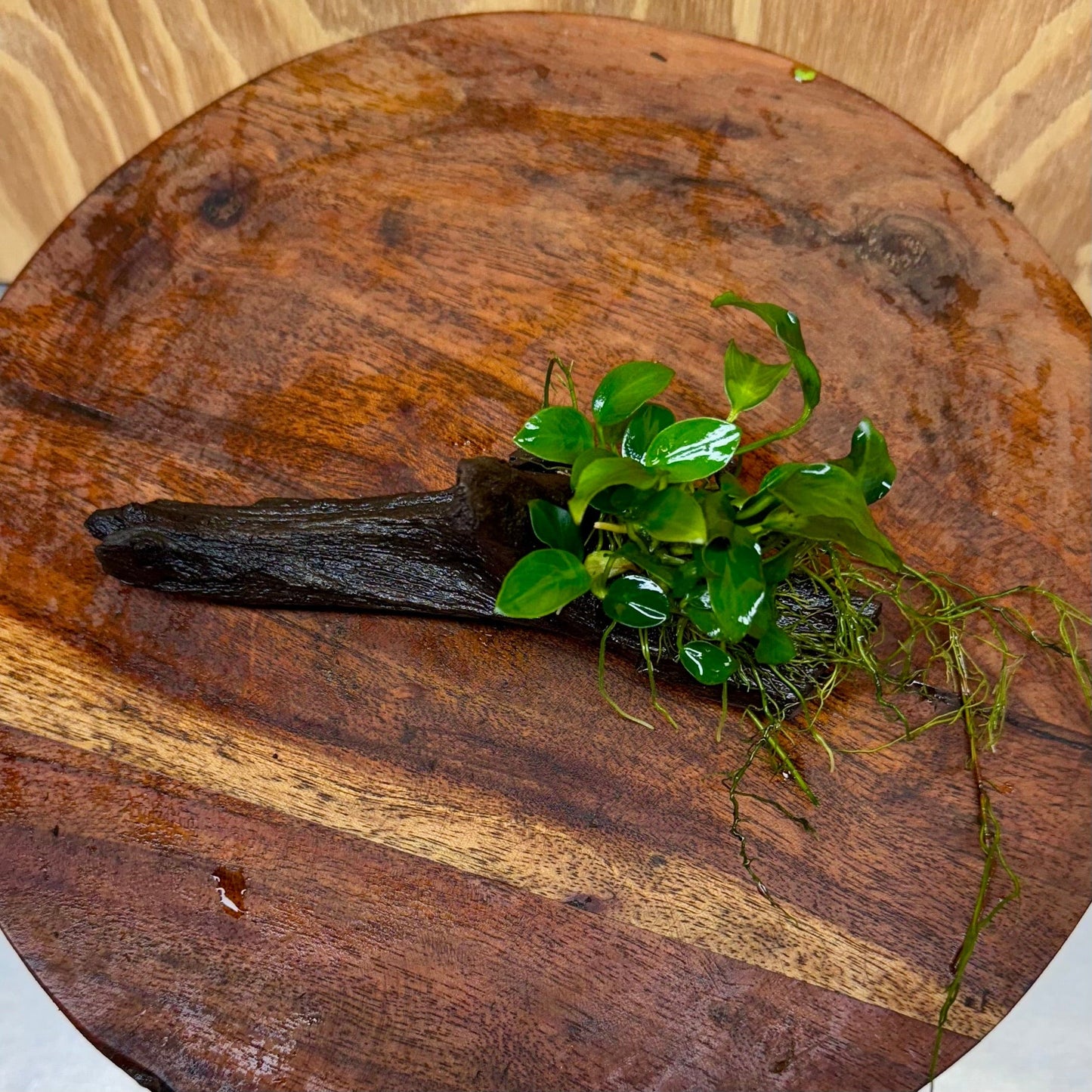 Pisces Enterprises One Only Anubias Petite Nana on Small Driftwood Creation - One Only - Beautiful Anubias Petite Nana on Small Driftwood Creation - One Only - Beautiful