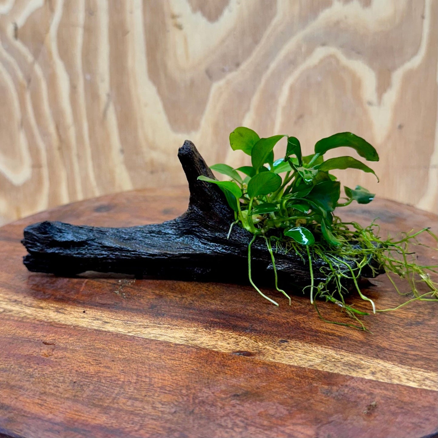 Pisces Enterprises One Only Anubias Petite Nana on Small Driftwood Creation - One Only - Beautiful Anubias Petite Nana on Small Driftwood Creation - One Only - Beautiful