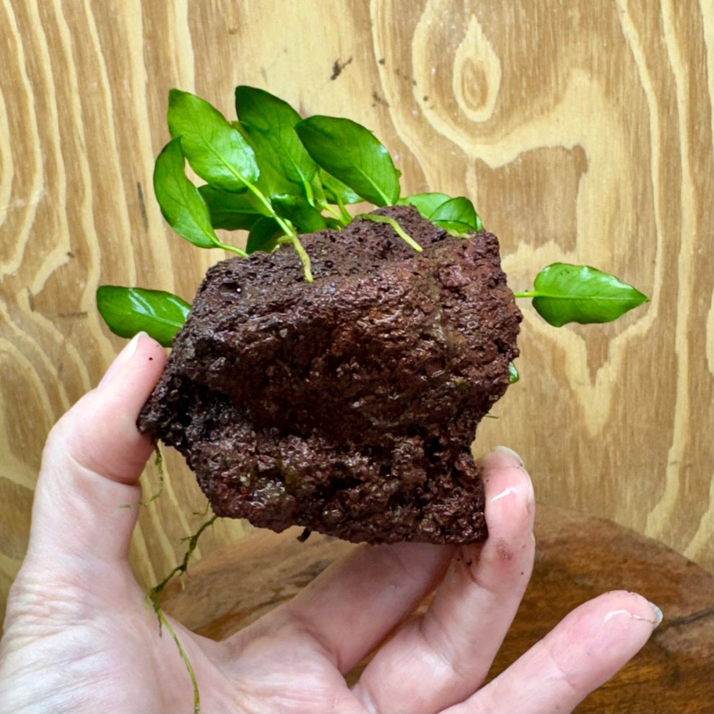 Scapeshop.com.au One Only Anubias Petite Nana on Small Lava Rock Creation - One Only - A Buy Anubias Petite Nana on Small Lava Rock Creation - One Only - A