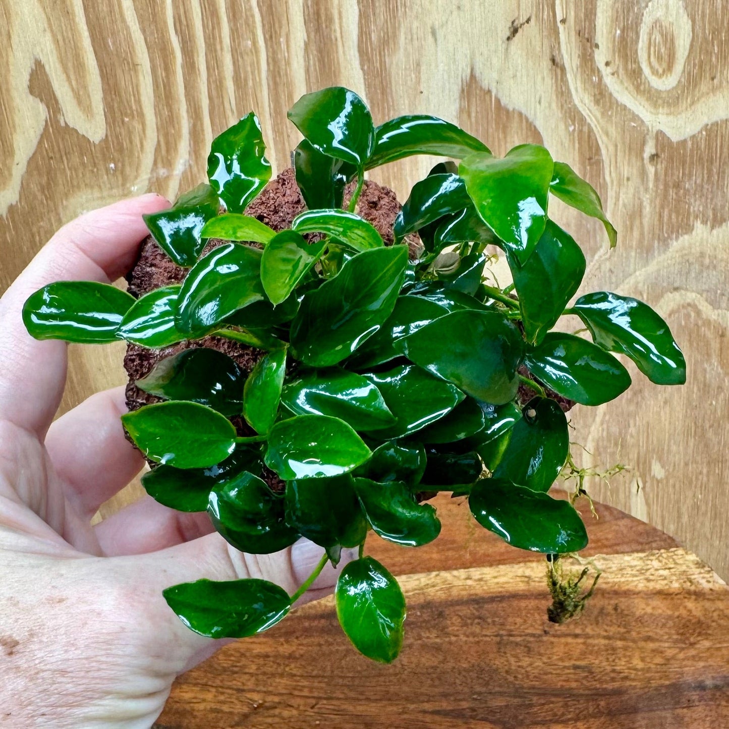 Scapeshop.com.au One Only Anubias Petite Nana on Small Lava Rock Creation - One Only - Amazing Buy Anubias Petite Nana on Small Lava Rock Creation - One Only - A