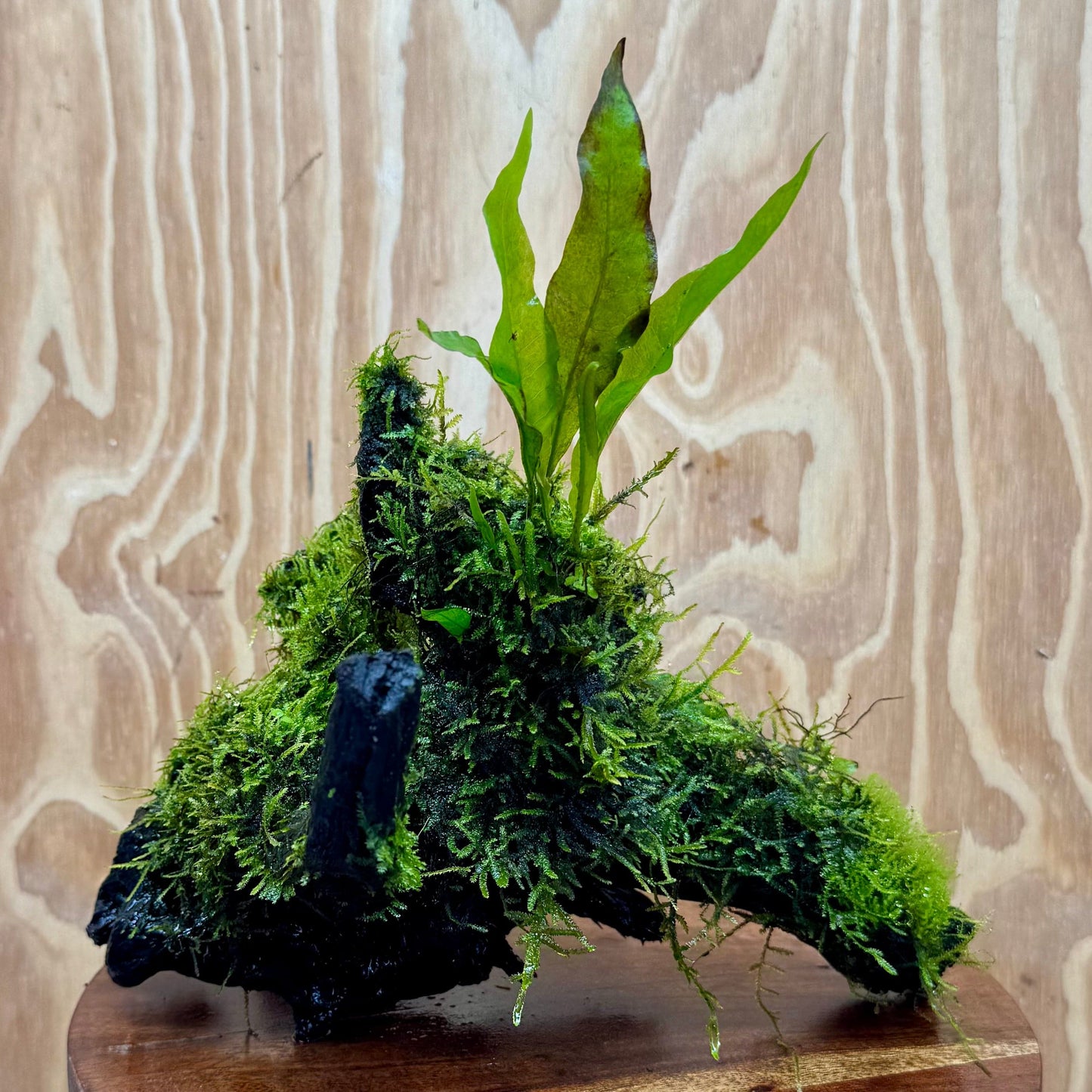 Scapeshop.com.au One Only Baby Microsorum Indo and Fontinalis Log - Medium (Java Fern and Moss) - One Only Baby Microsorum Indo and Fontinalis Log - Medium (Java Fern and Moss) - One Only