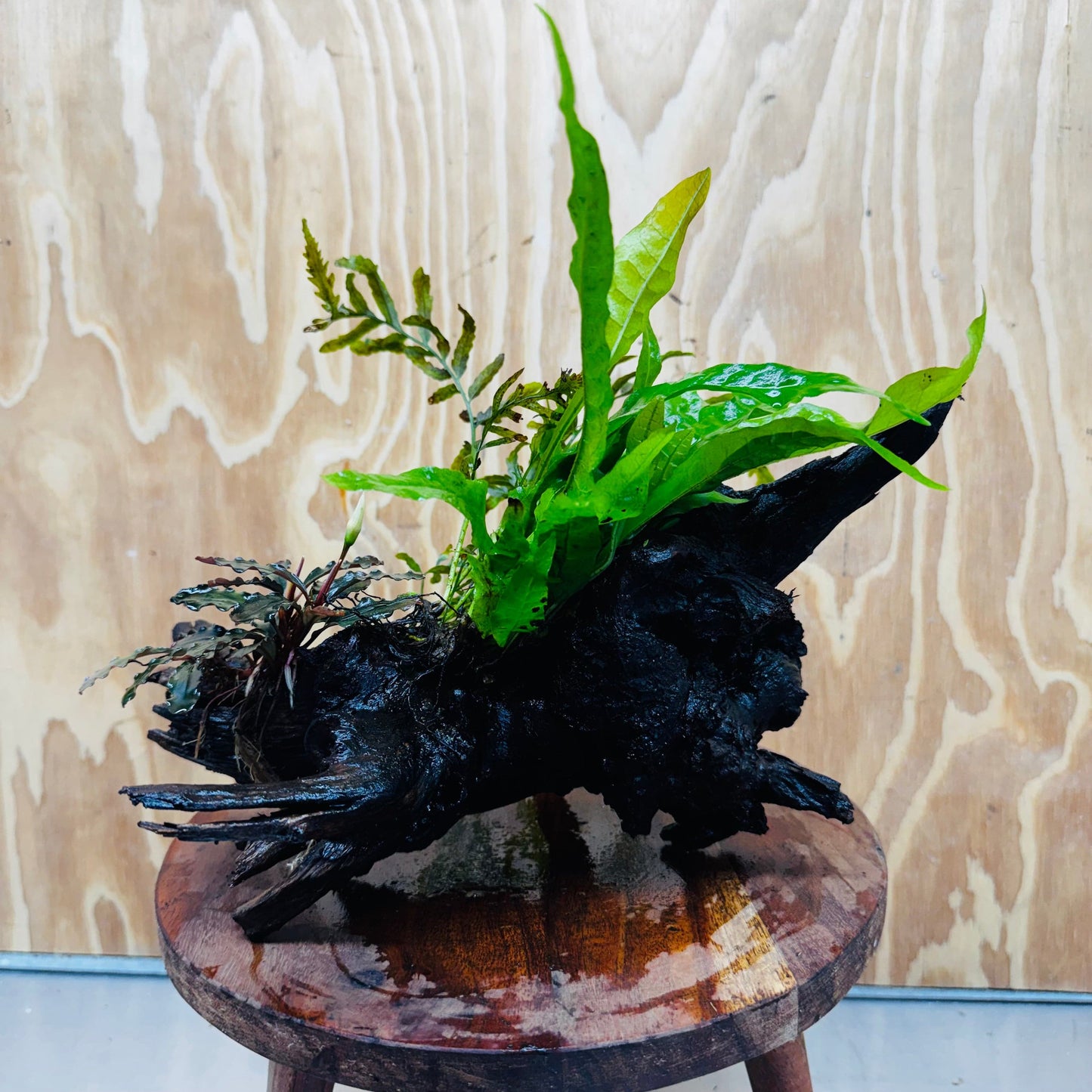 Scapeshop.com.au One Only Bolbitis, Bucephalandra & Microsorum (Java Fern) Driftwood Creation - One Only Bolbitis, Bucephalandra plus Microsorum (Java Fern) Driftwood Creation - One Only - Aquarium