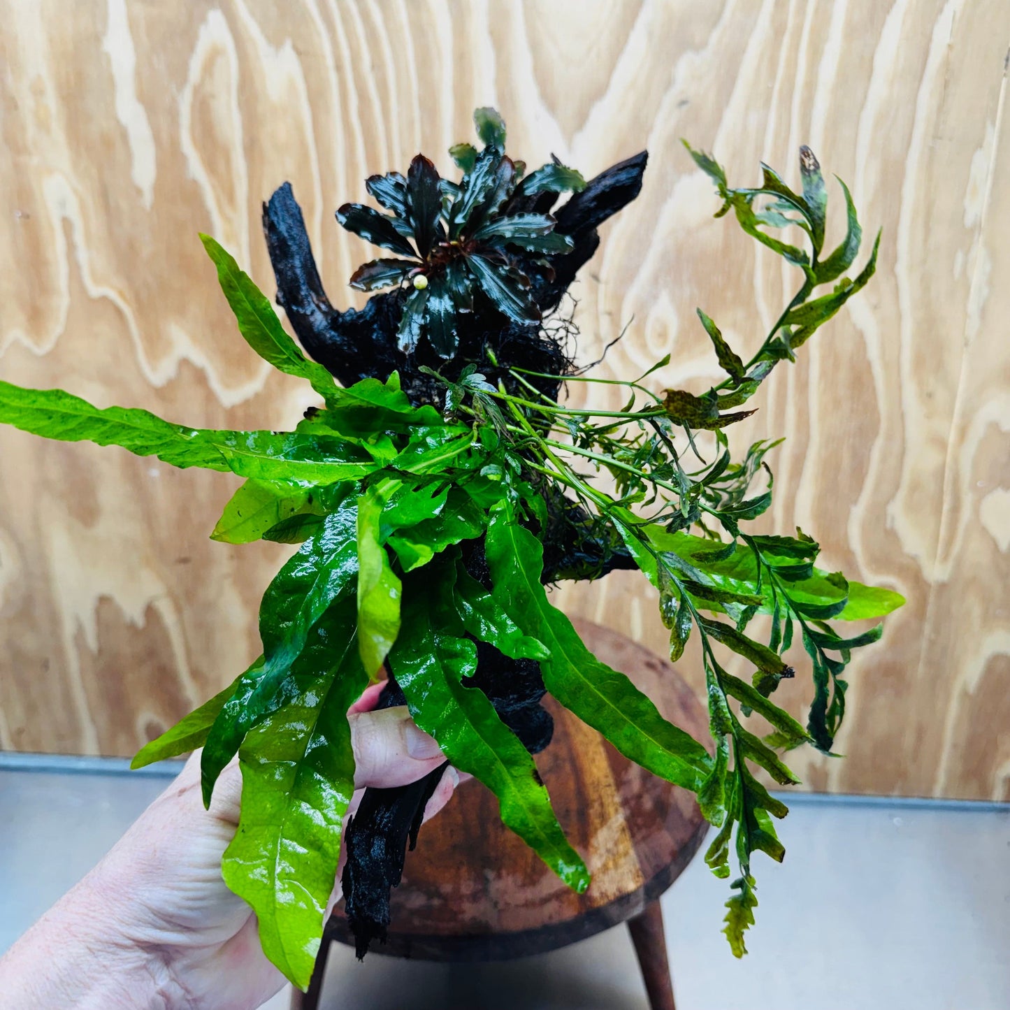 Scapeshop.com.au One Only Bolbitis, Bucephalandra & Microsorum (Java Fern) Driftwood Creation - One Only Bolbitis, Bucephalandra plus Microsorum (Java Fern) Driftwood Creation - One Only - Aquarium