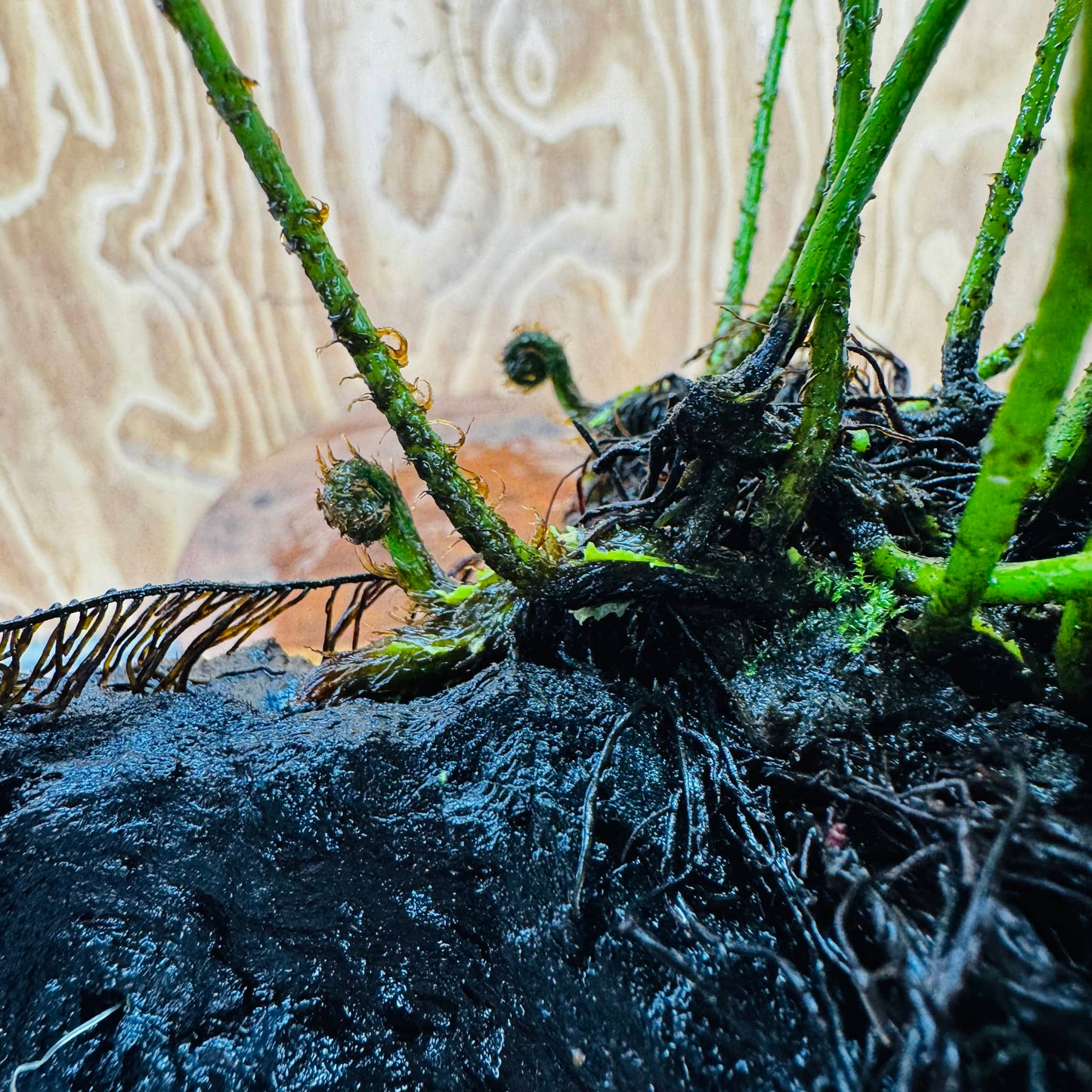 Scapeshop.com.au One Only Bolbitis Driftwood Creation - One Only - Flourish Buy Bolbitis Driftwood Creation - One Only - Aquarium Plants Australia