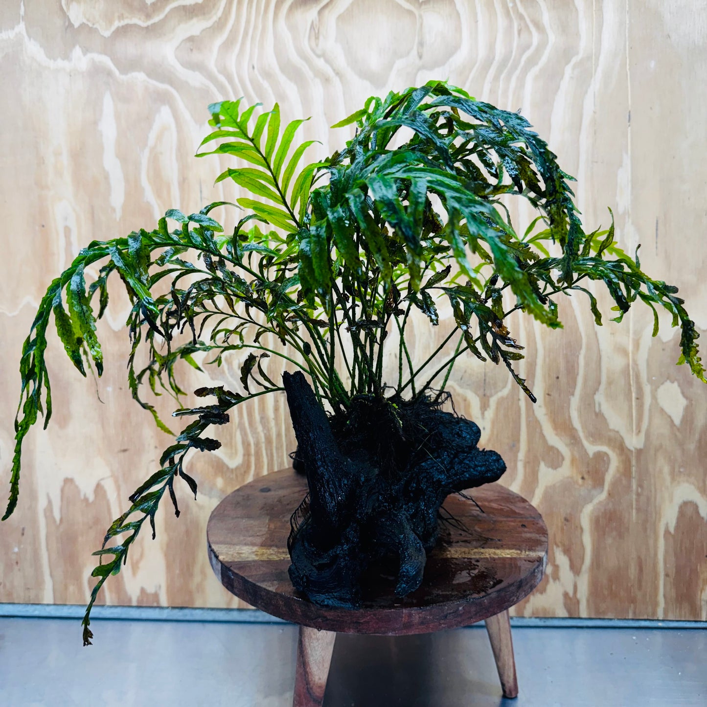Scapeshop.com.au One Only Bolbitis Driftwood Creation - One Only - Flourish Buy Bolbitis Driftwood Creation - One Only - Aquarium Plants Australia