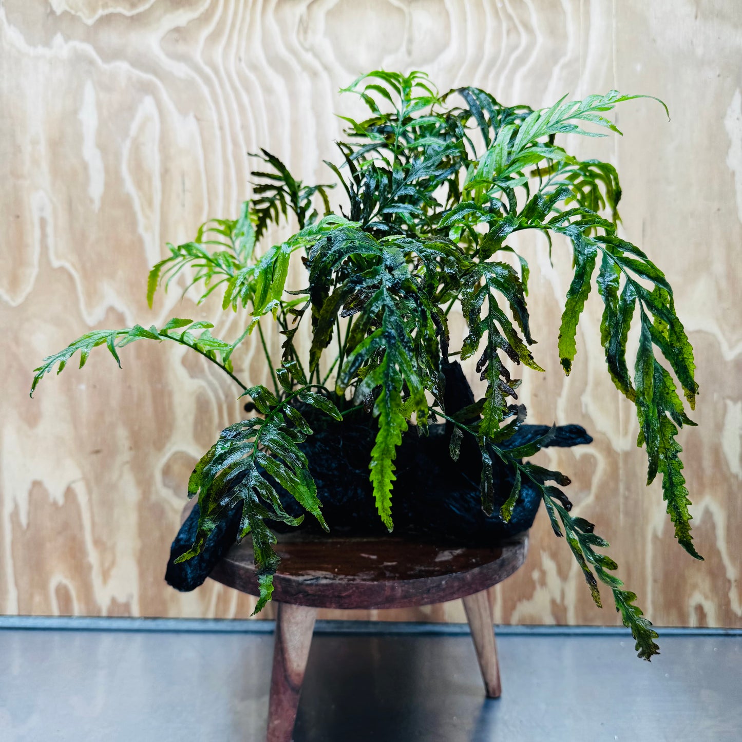 Scapeshop.com.au One Only Bolbitis Driftwood Creation - One Only - Flourish Buy Bolbitis Driftwood Creation - One Only - Aquarium Plants Australia