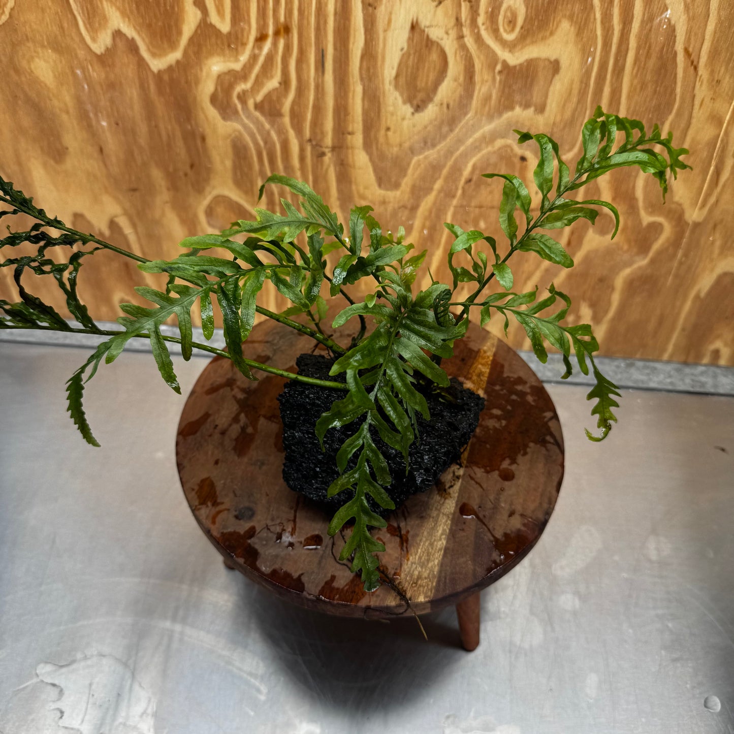 Scapeshop.com.au One Only Bolbitis Lava Rock Creation - One Only - Amazing Buy Bolbitis Lava Rock Creation - One Only Aquarium plants - Australia