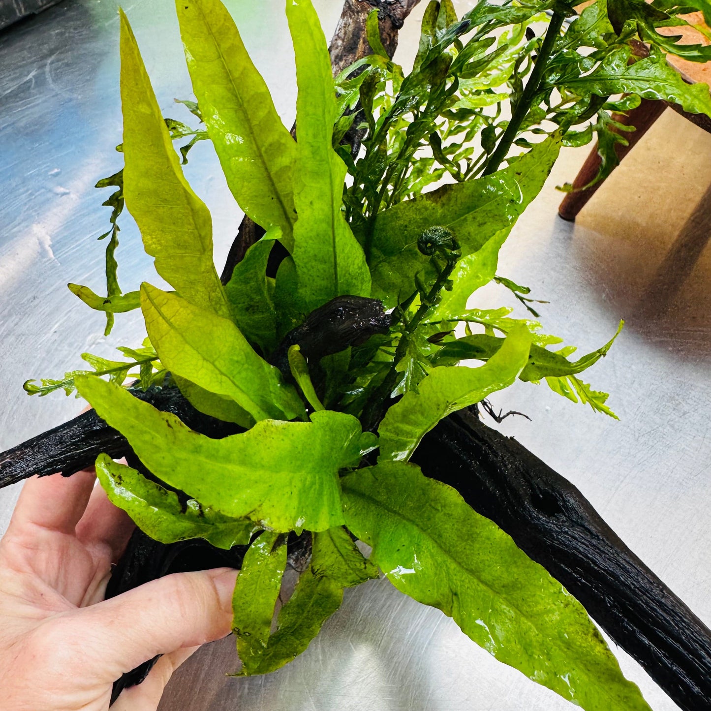 Scapeshop.com.au One Only Bolbitis plus Microsorum (Java Fern) Driftwood Creation - One Only Bolbitis plus Microsorum (Java Fern) Driftwood Creation - One Only - Aquarium