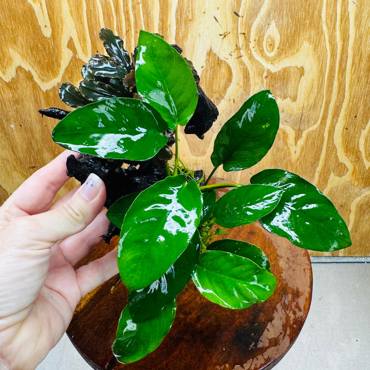 Scapeshop.com.au One Only Bucephalandra and Nana Anubias Planted Driftwood - ONE ONLY Bucephalandra and Nana Anubias Planted Driftwood - ONE ONLY
