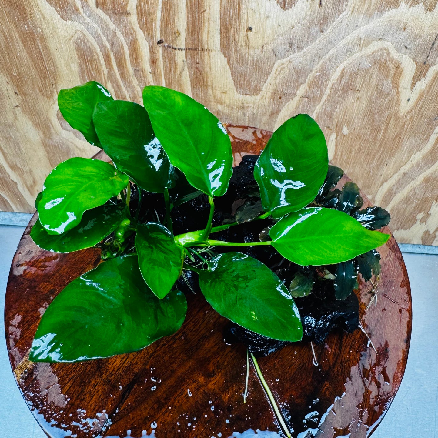Scapeshop.com.au One Only Bucephalandra and Nana Anubias Planted Driftwood - ONE ONLY Bucephalandra and Nana Anubias Planted Driftwood - ONE ONLY
