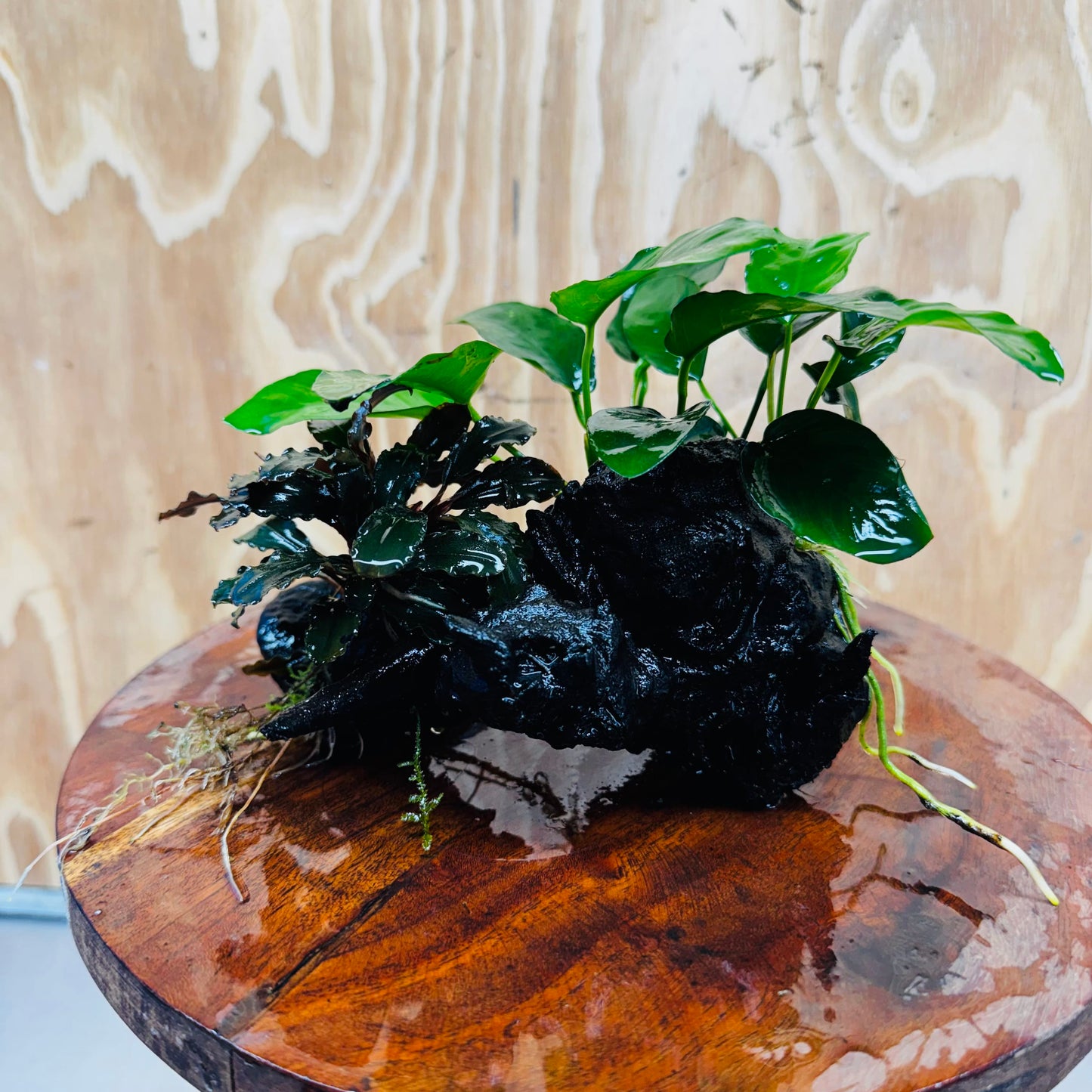 Scapeshop.com.au One Only Bucephalandra and Nana Anubias Planted Driftwood - ONE ONLY Bucephalandra and Nana Anubias Planted Driftwood - ONE ONLY