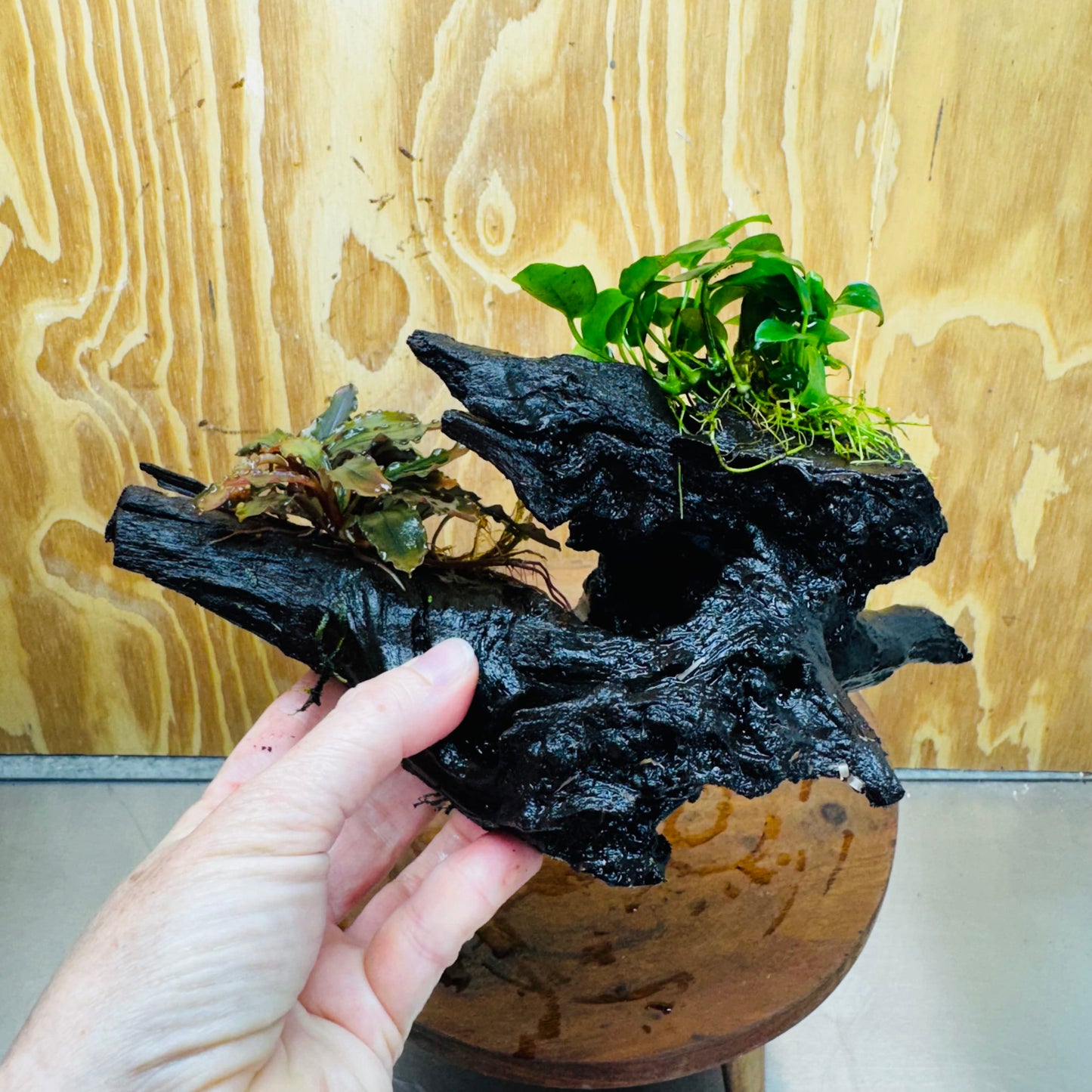 Scapeshop.com.au One Only Bucephalandra and Petite Nana Anubias Driftwood Creation- ONE ONLY - Fabulous Bucephalandra and Petite Nana Anubias Planted Driftwood - ONE ONLY - Fabulous