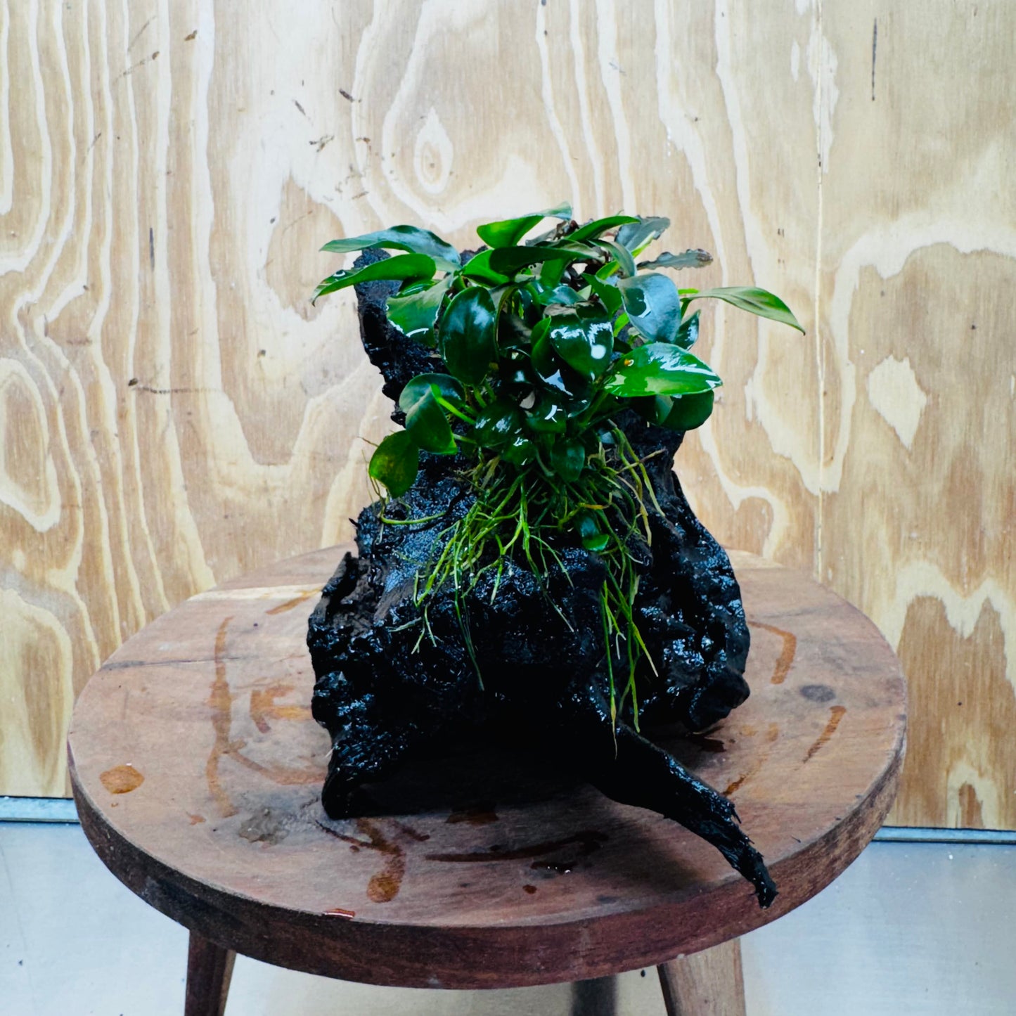 Scapeshop.com.au One Only Bucephalandra and Petite Nana Anubias Driftwood Creation- ONE ONLY - Fabulous Bucephalandra and Petite Nana Anubias Planted Driftwood - ONE ONLY - Fabulous